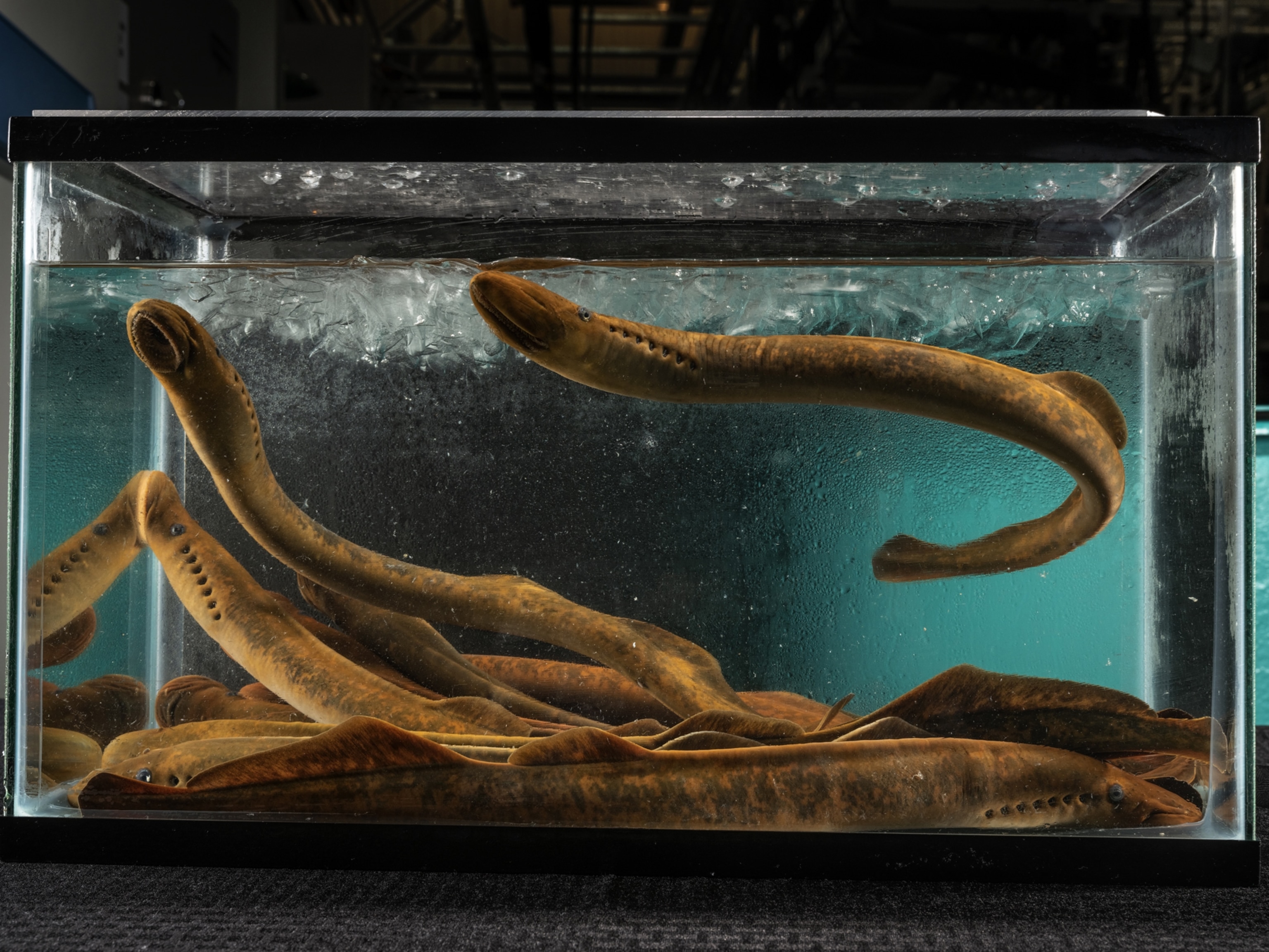 aquarium with snake-like fish.