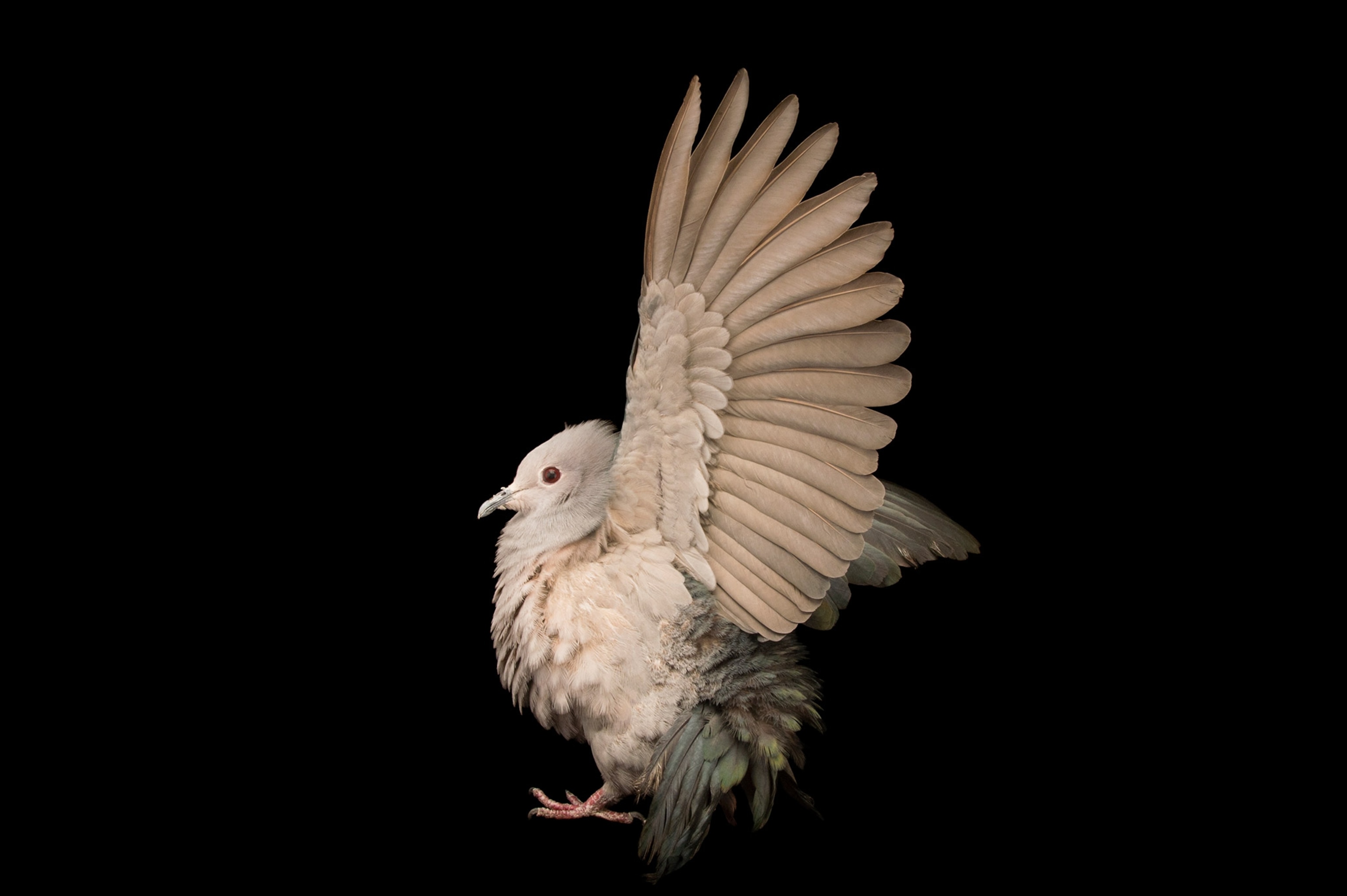 Studio photograph of a green imperial pigeon, Ducula aenea, at Kamla Nehru Zoological Garden