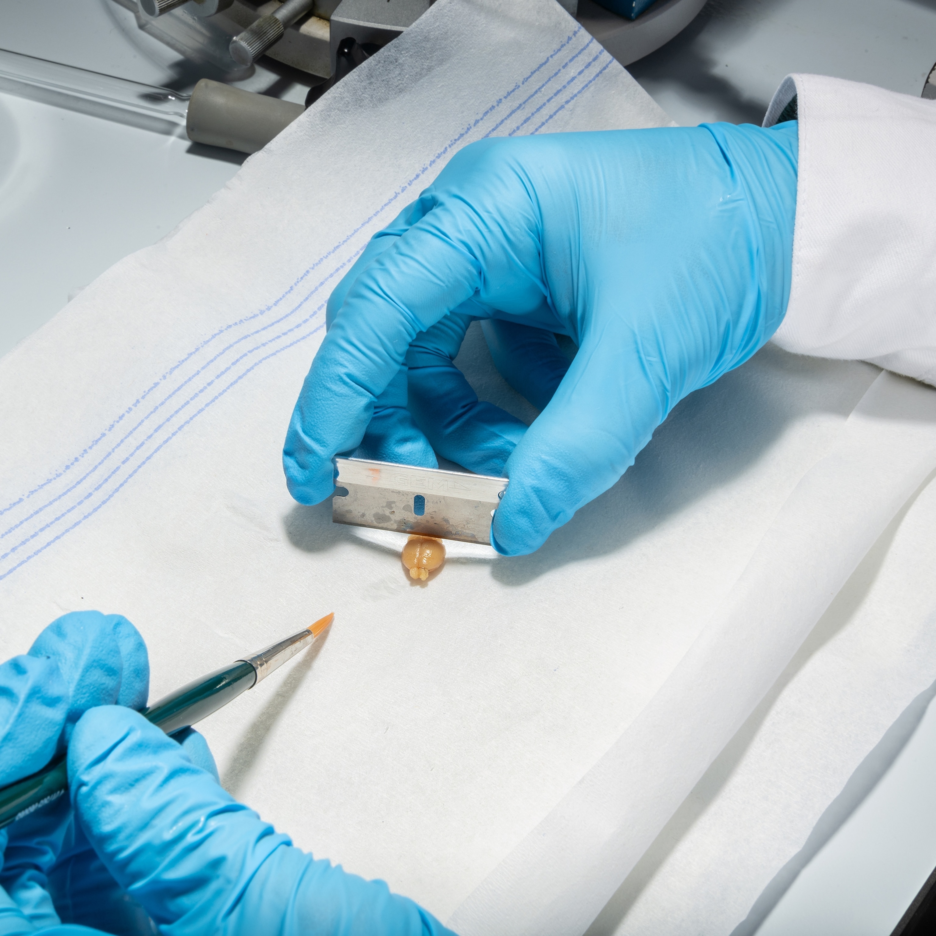 Blue gloved hands hold a paintbrush and razor blade to a mouse brain.