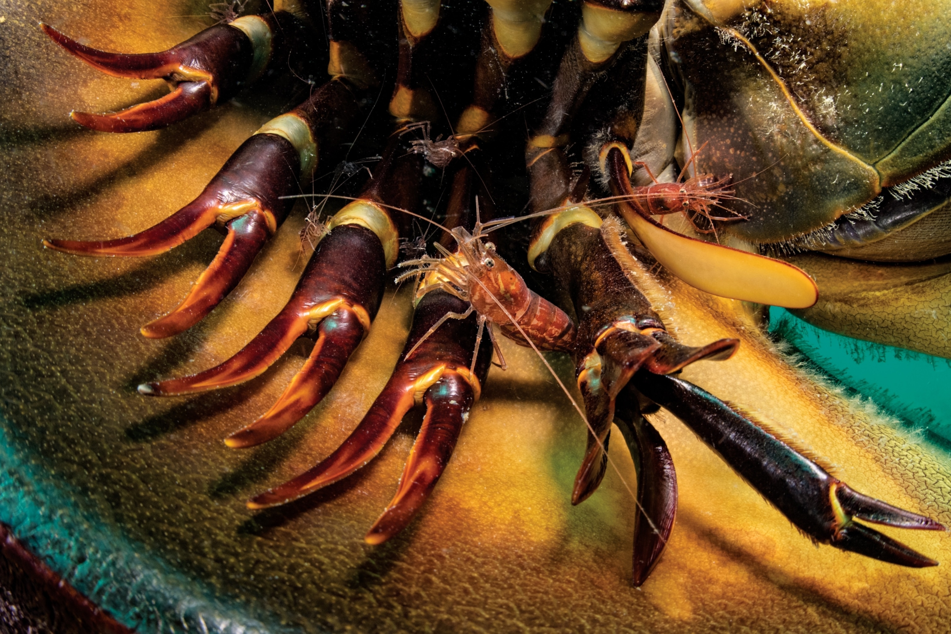 Picture of shrimp hiding amongst a horseshoe crab's pincers.