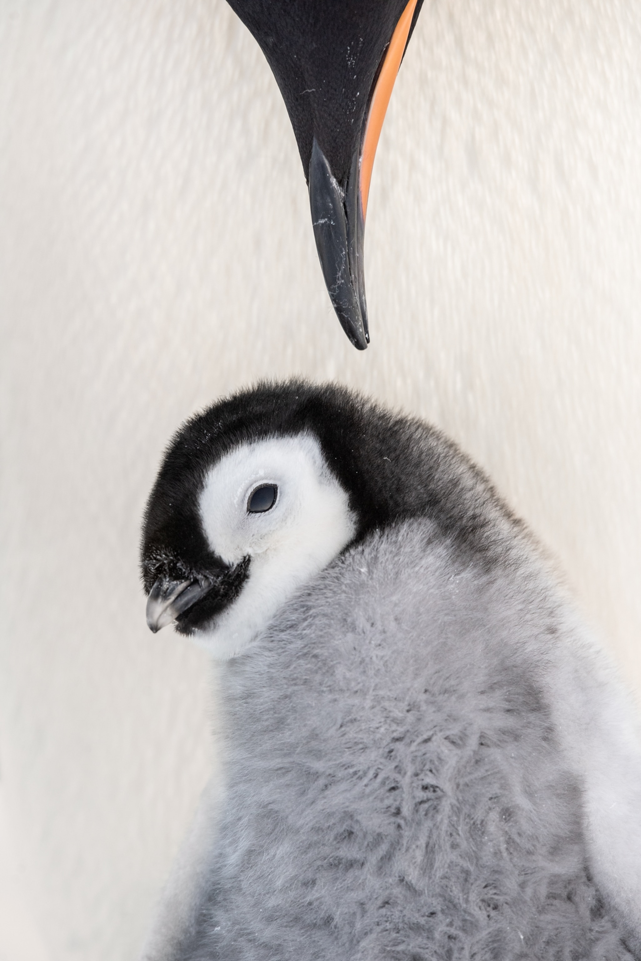 adult's beak over chick.