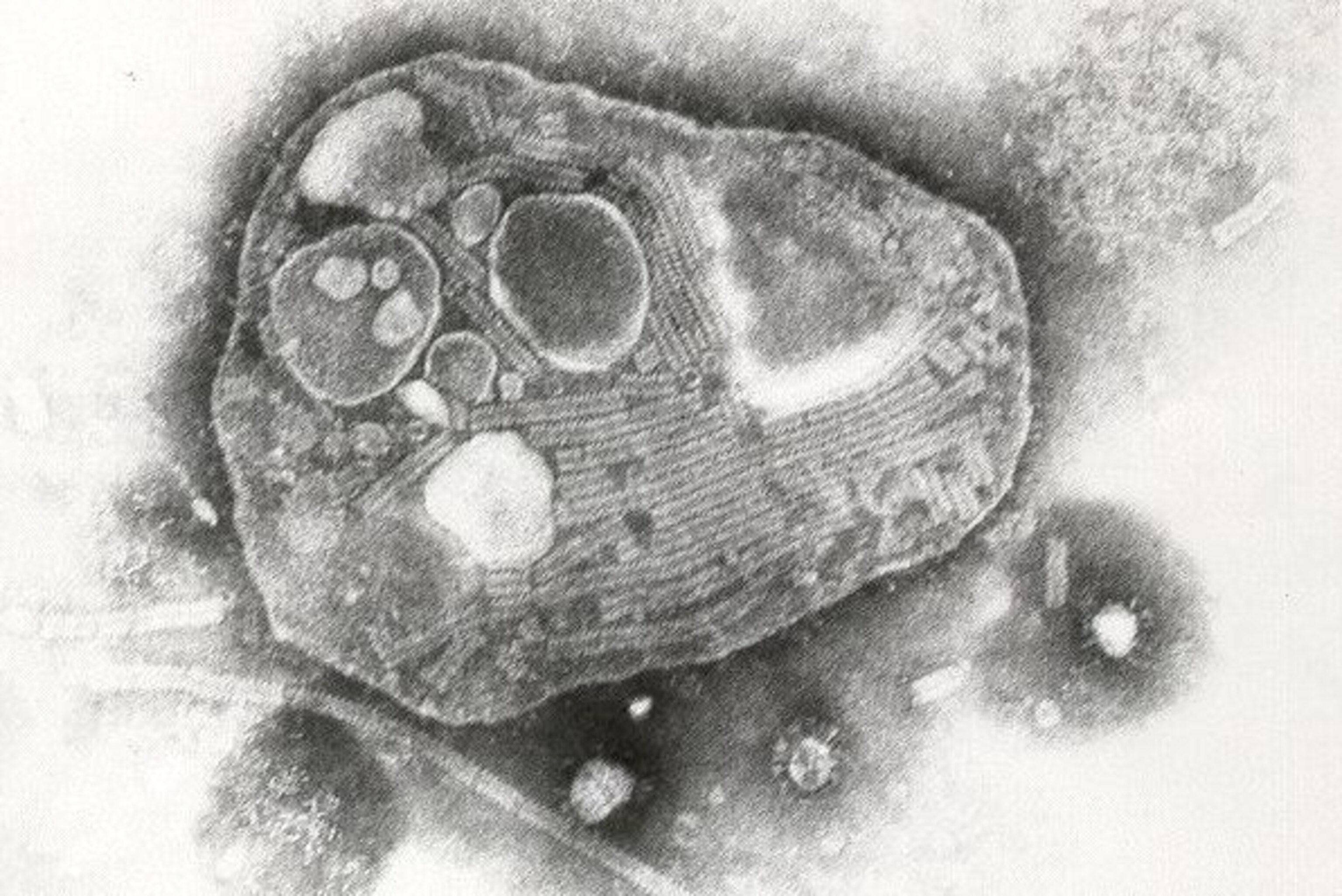 Rinderpest virus.