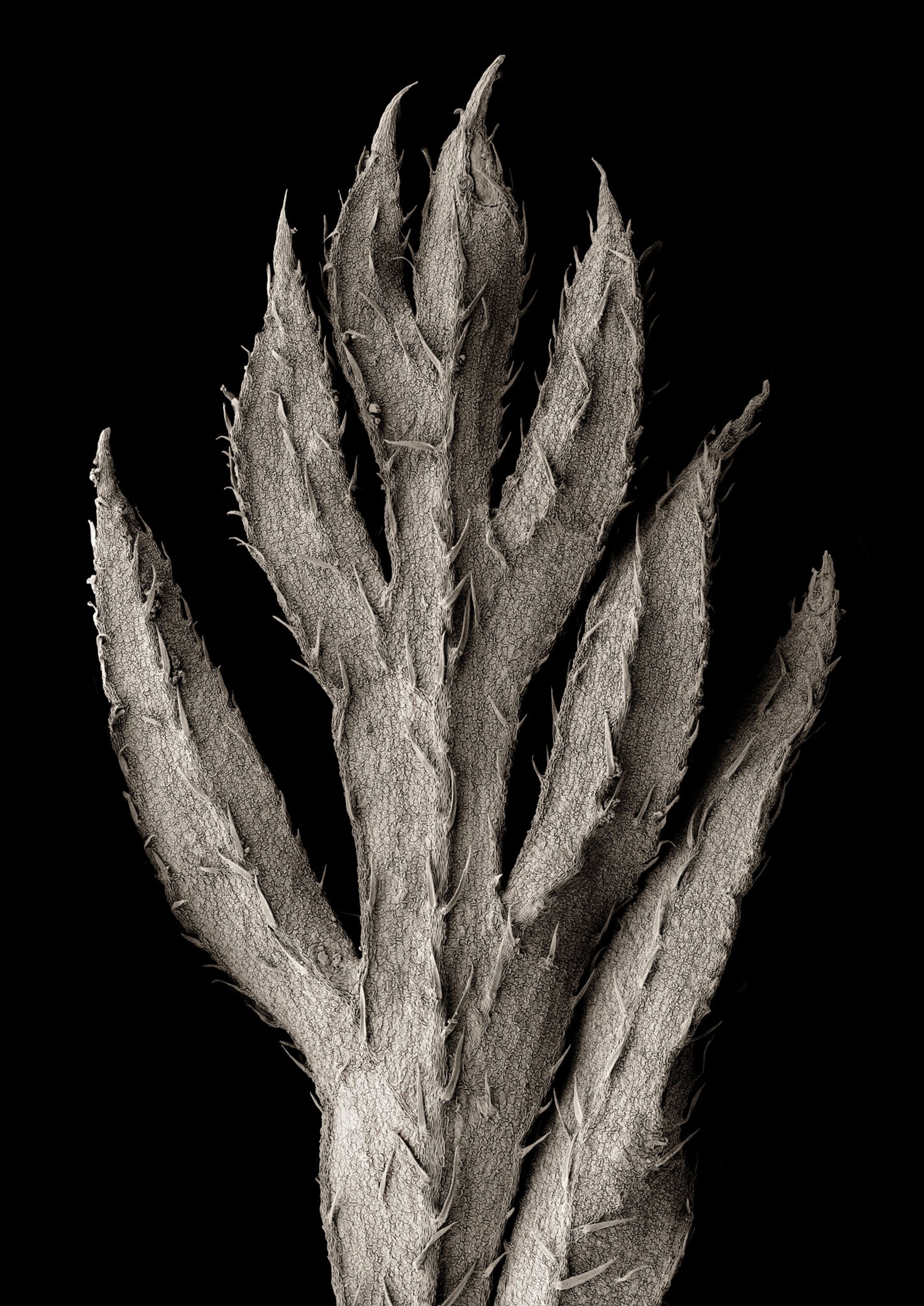 SEM of a carrot leaf