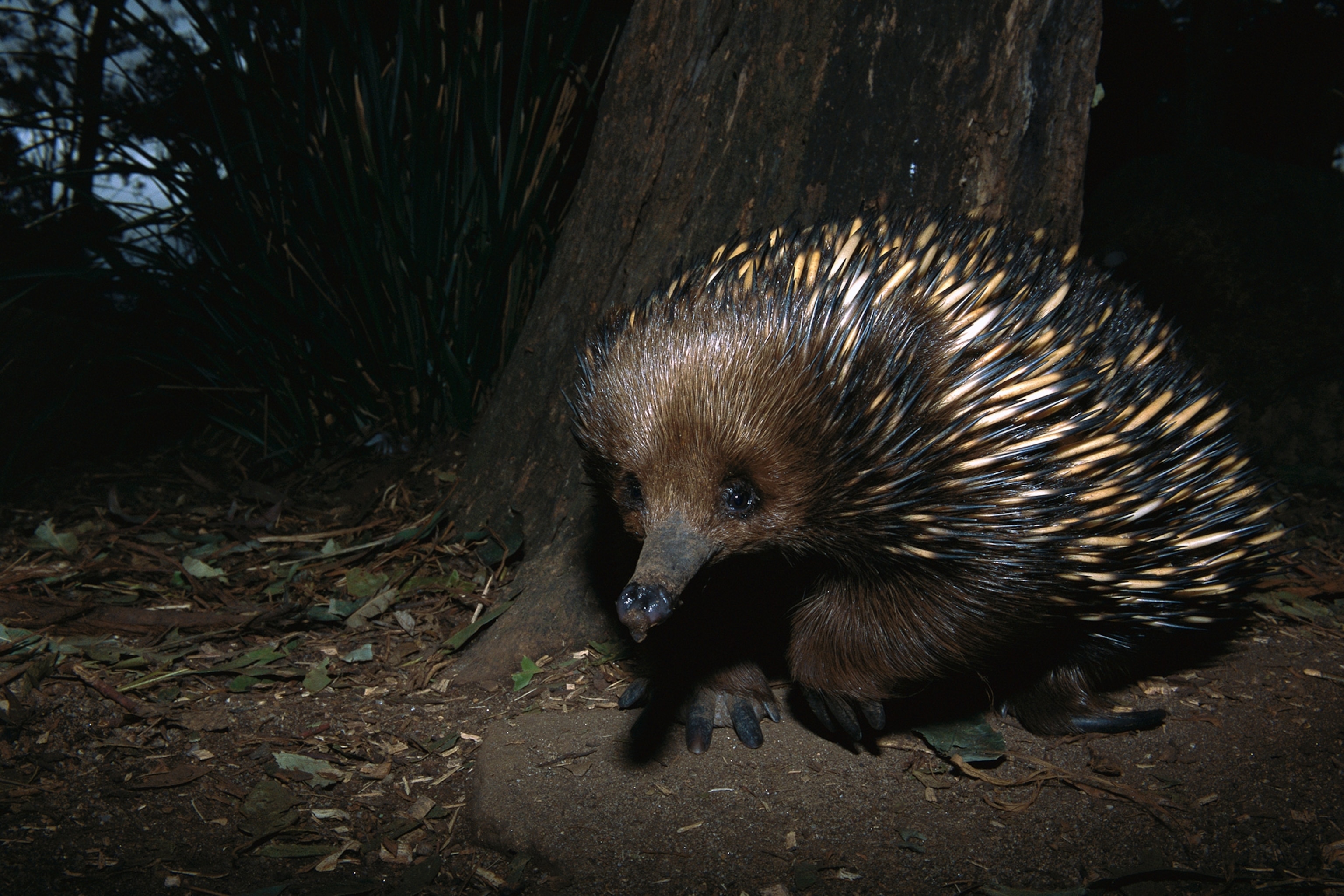 a short-beaked echidna