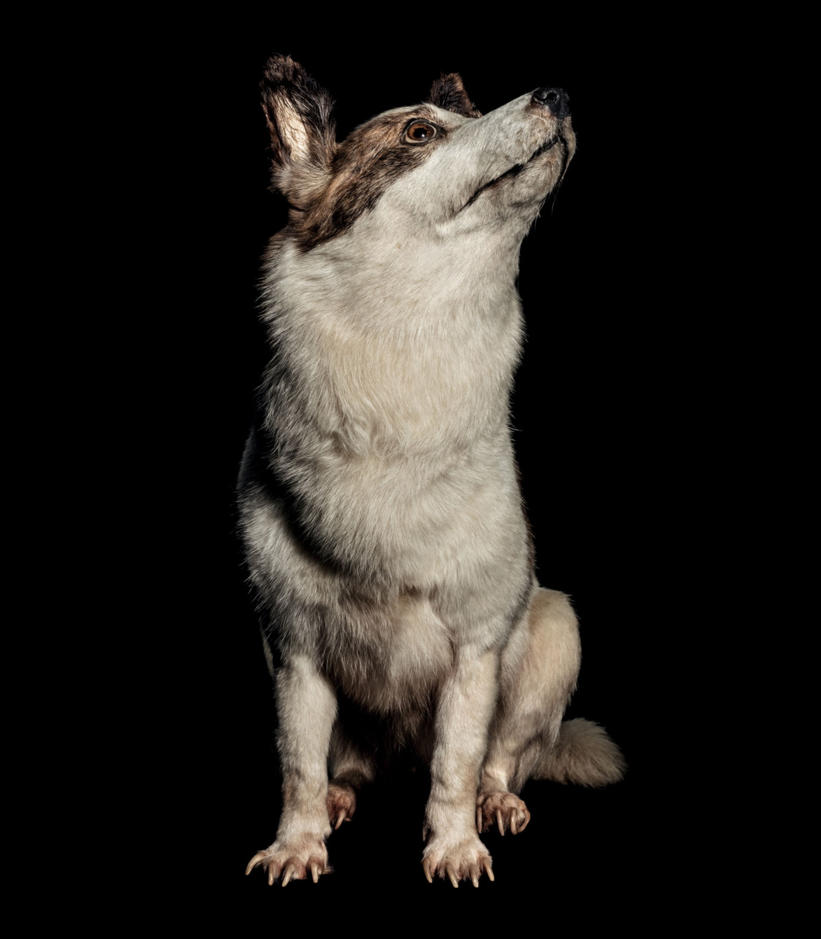 a taxidermy white dog on black