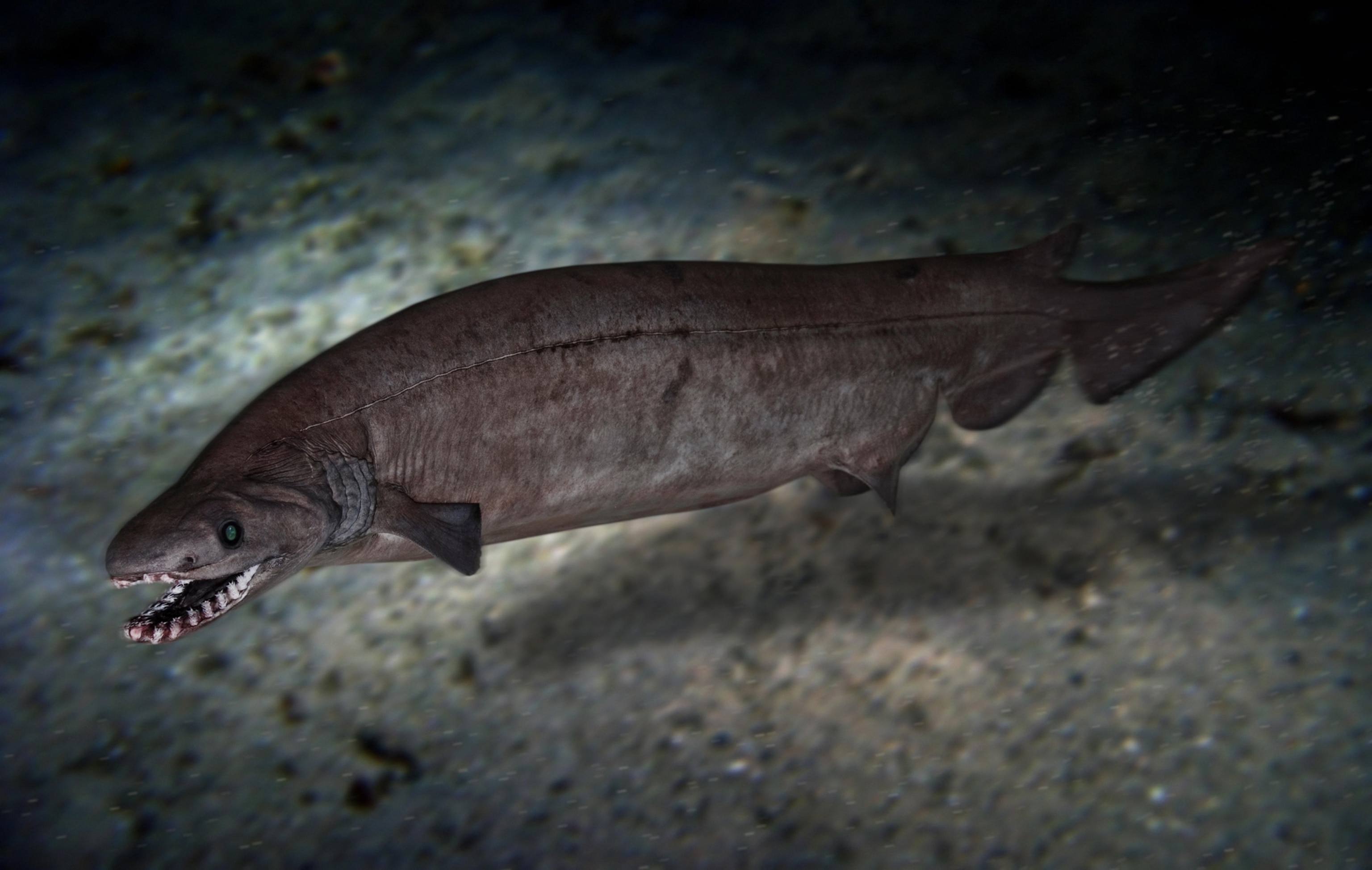 a frilled shark