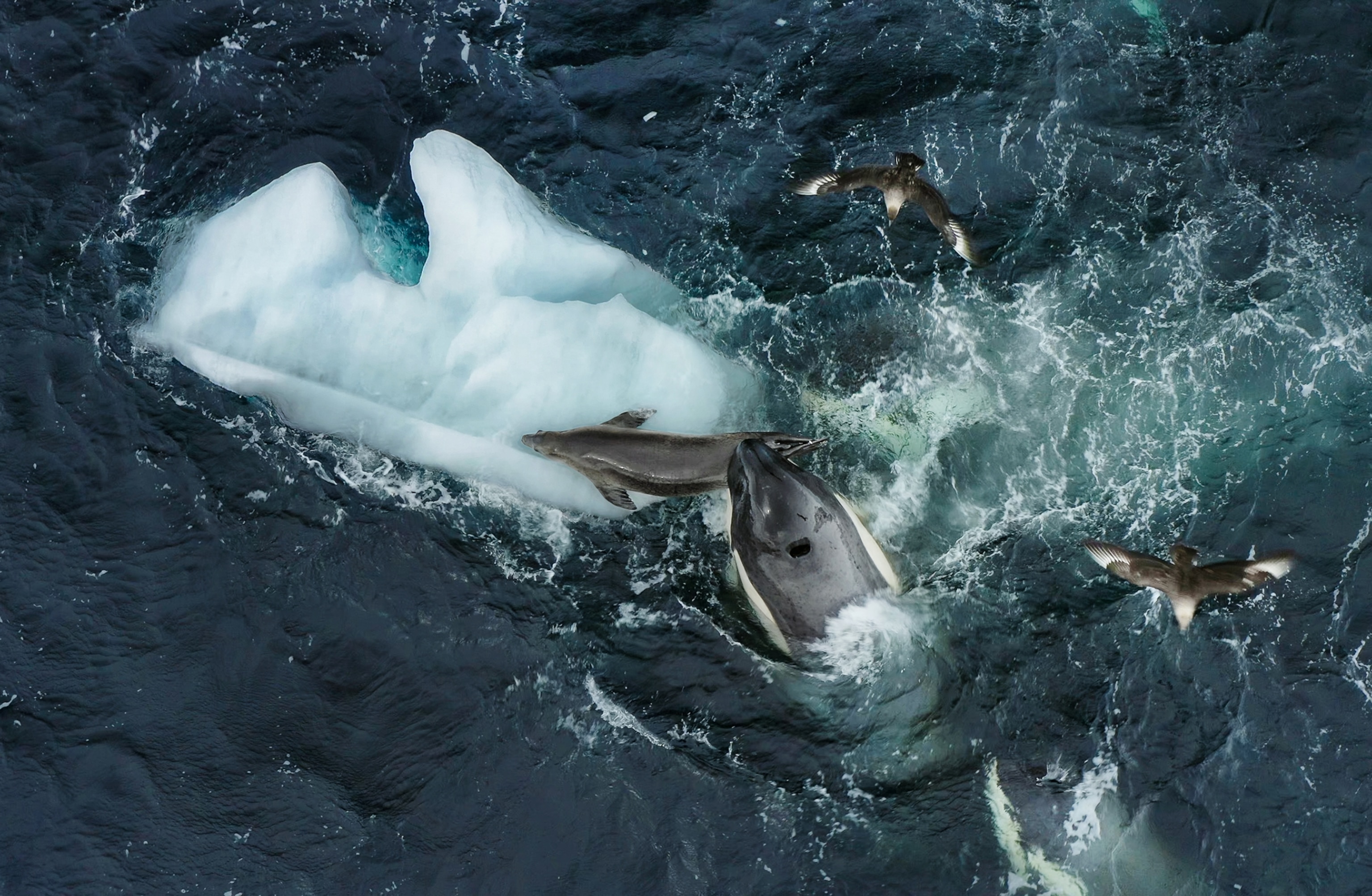 An orca bites a crab­ eater seal to pull it from the ice floe.