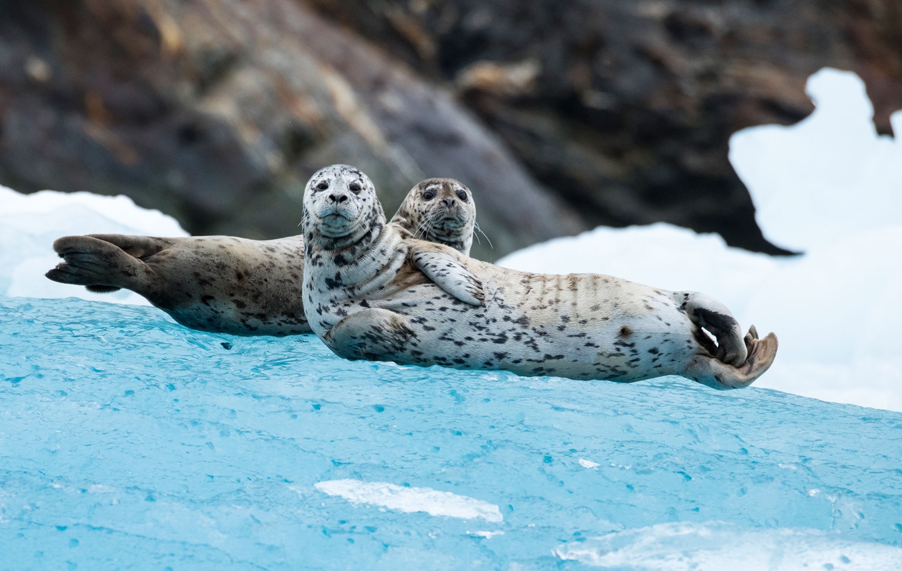two harbor seals