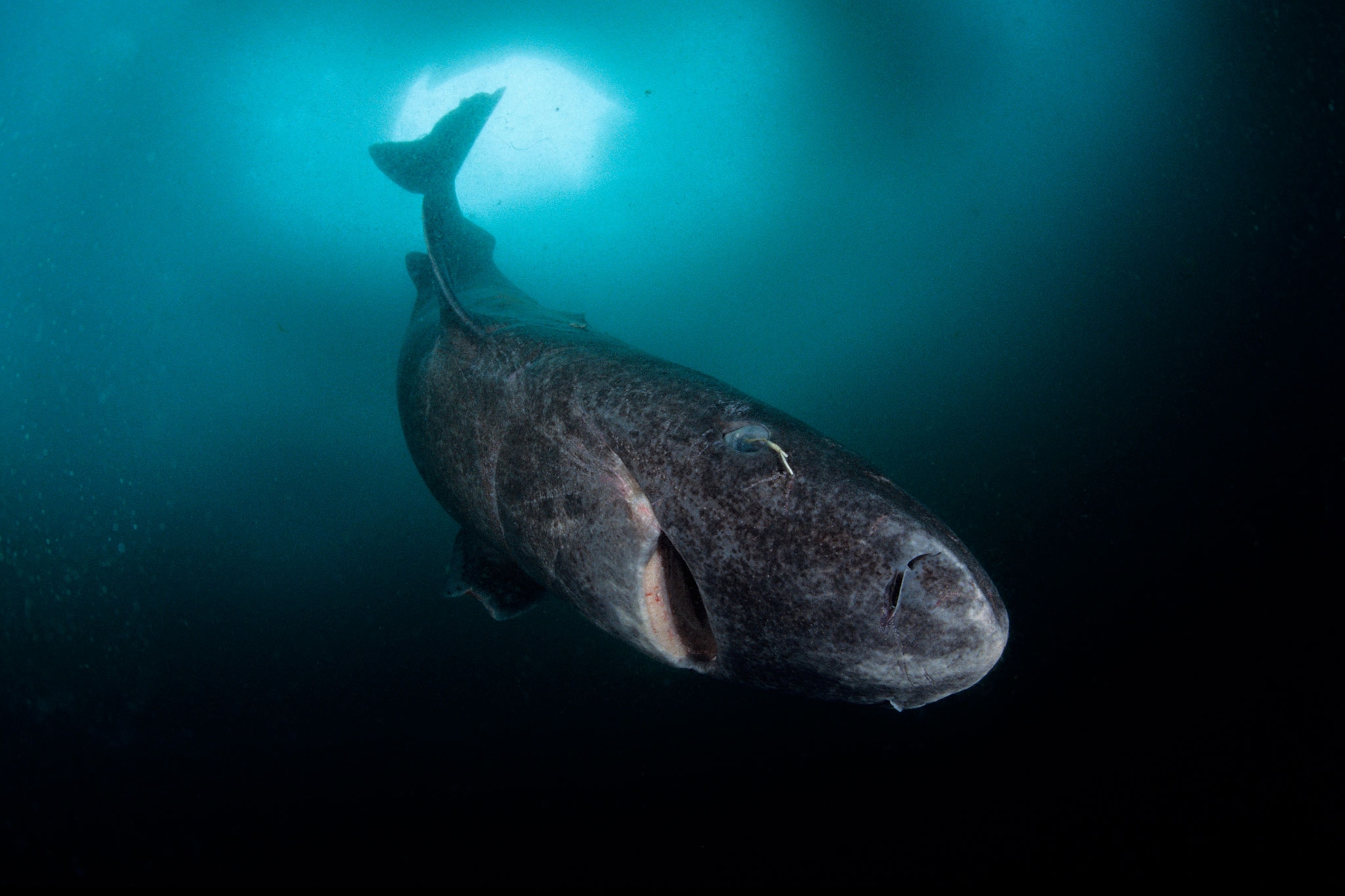 a Greenland shark swimming under ice