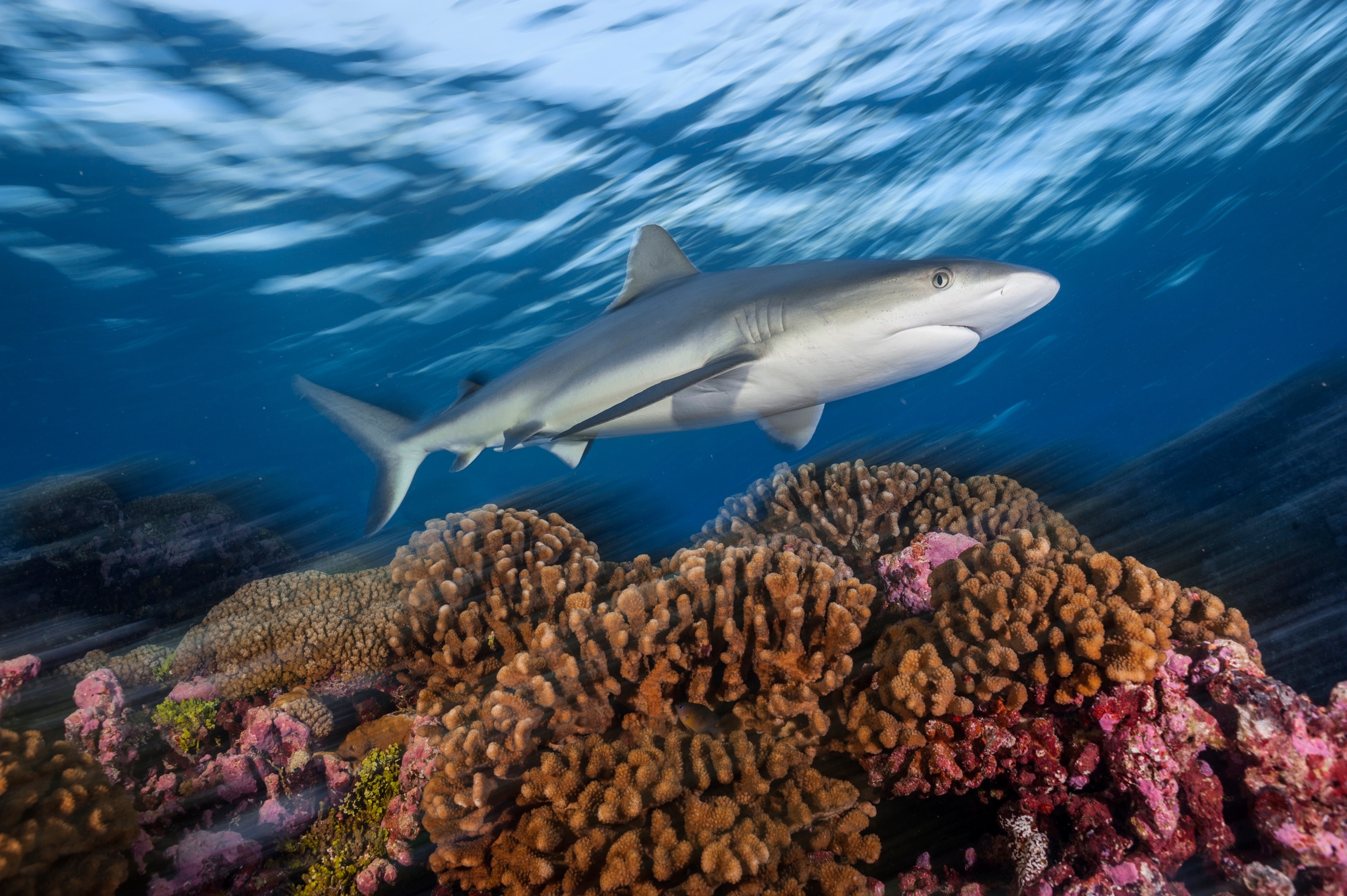 a coral reef