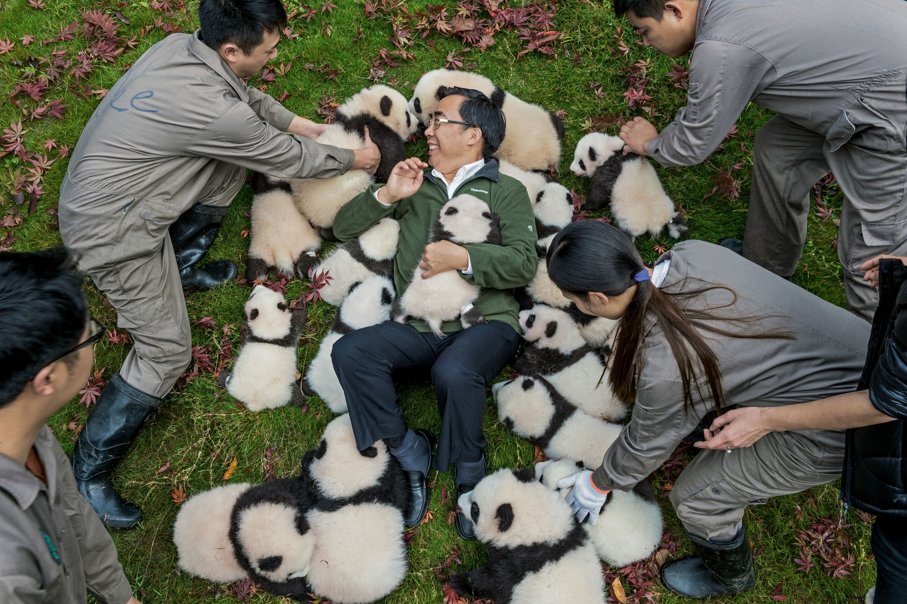 a man surrounded by panda cubs at Bifengxia Panda Base, China