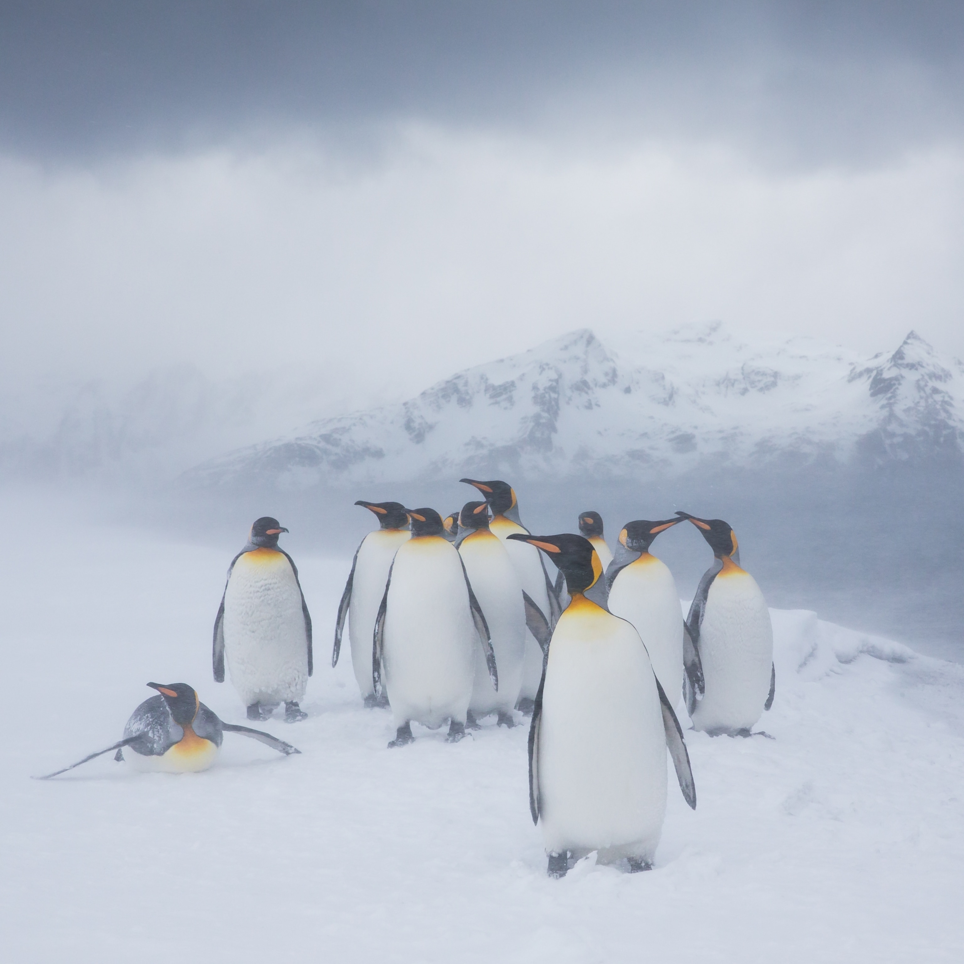 Many penguins in a herd on in a snowy setting