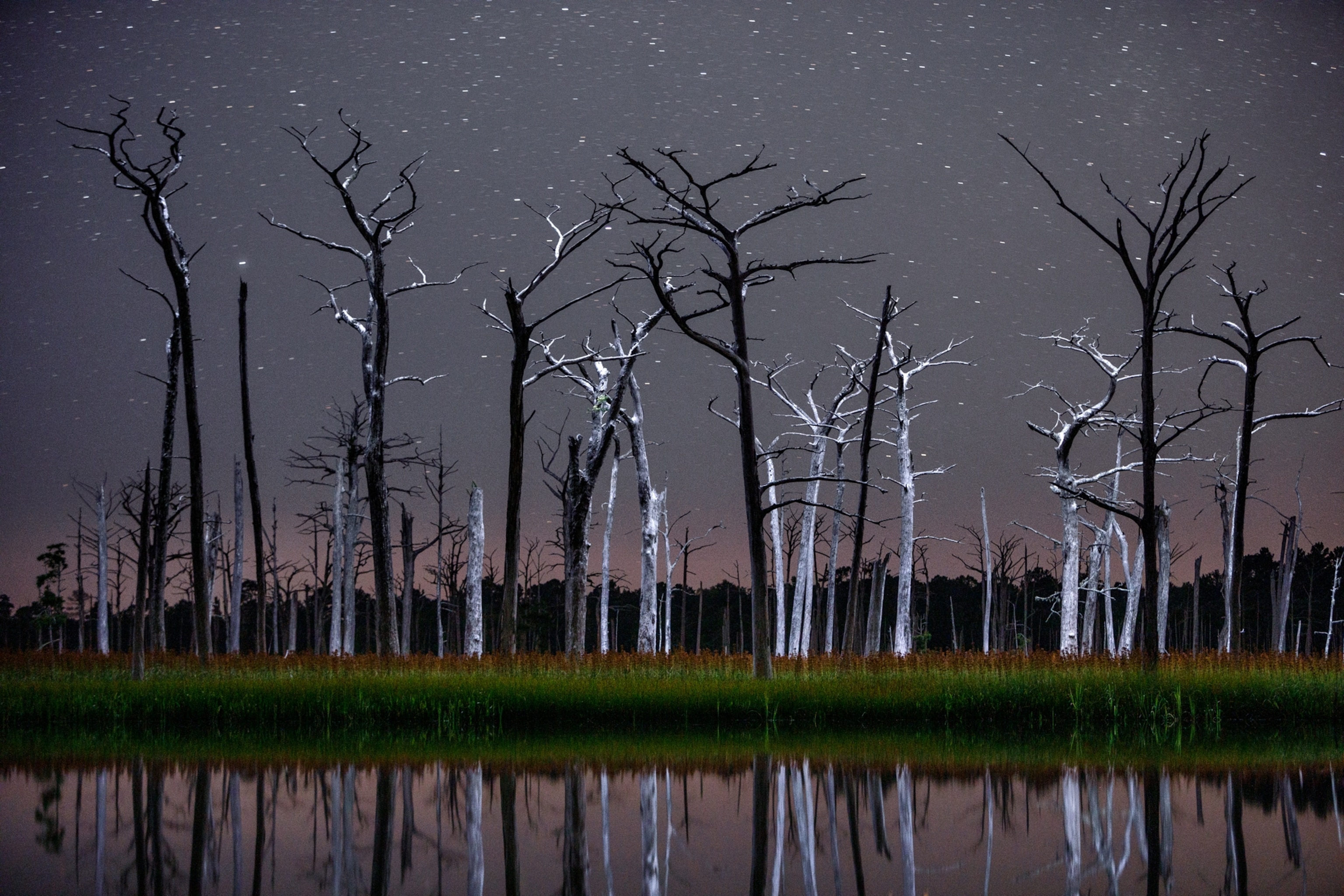 Dear trees under starry sky.