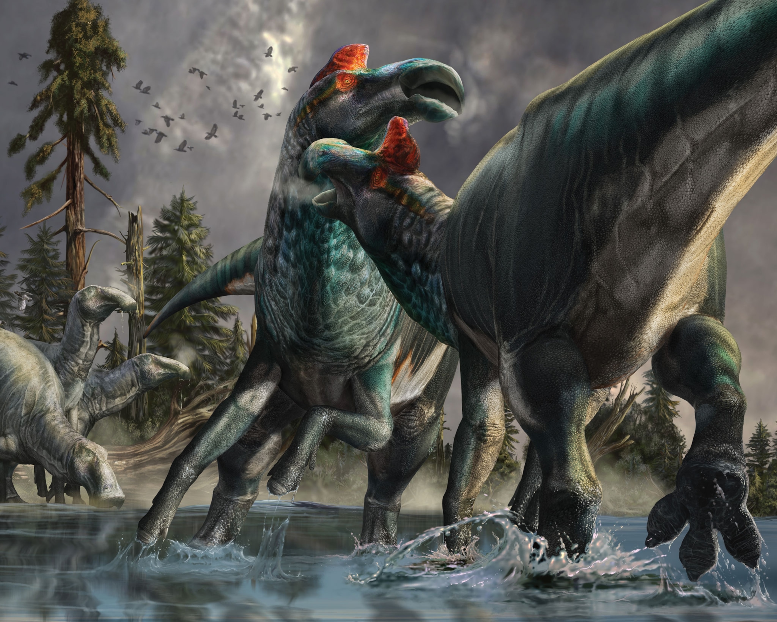 Two Edmontosaurus bulls fight over a mate in splashing water in an illustration.