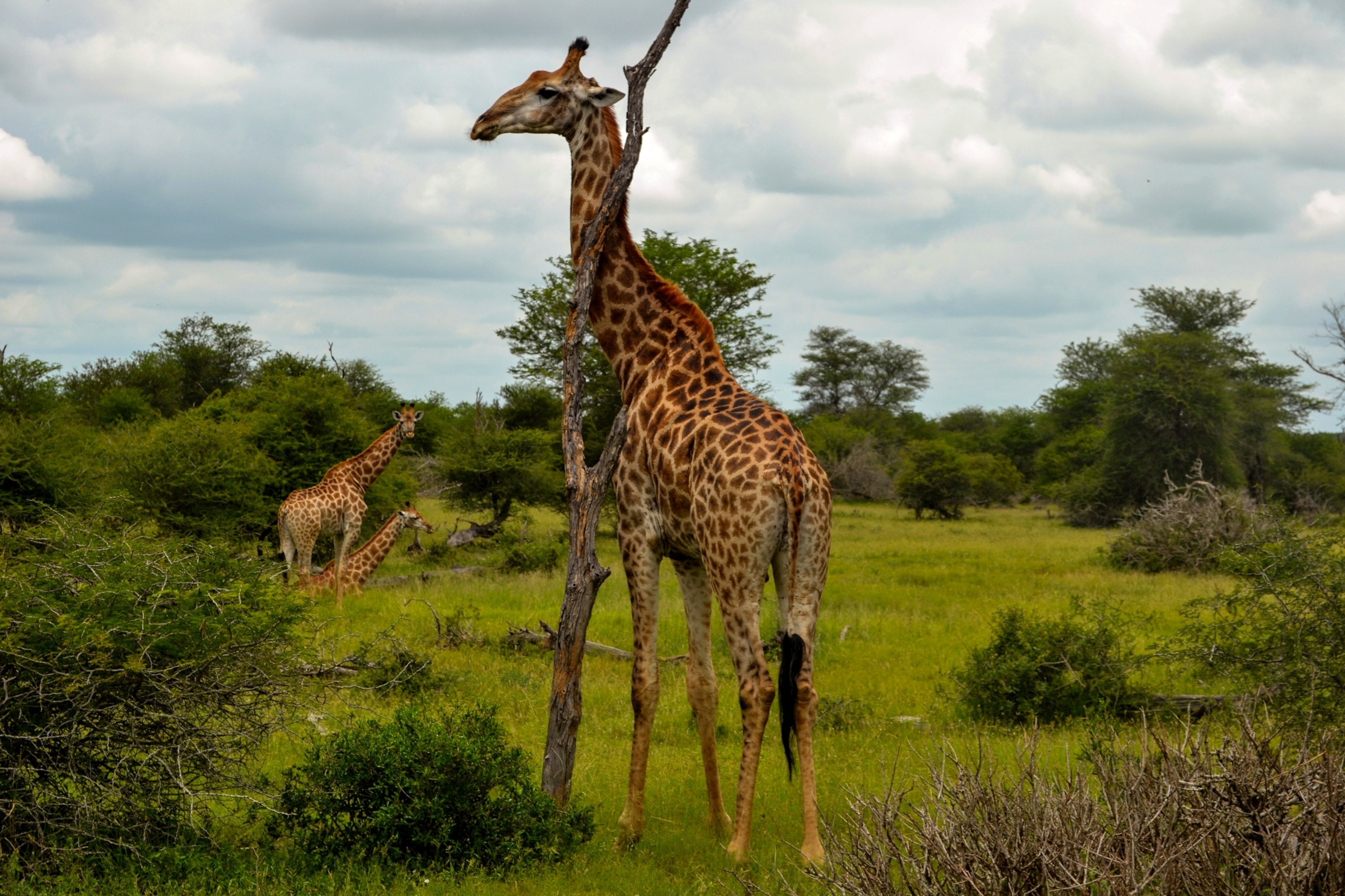 animal scratching