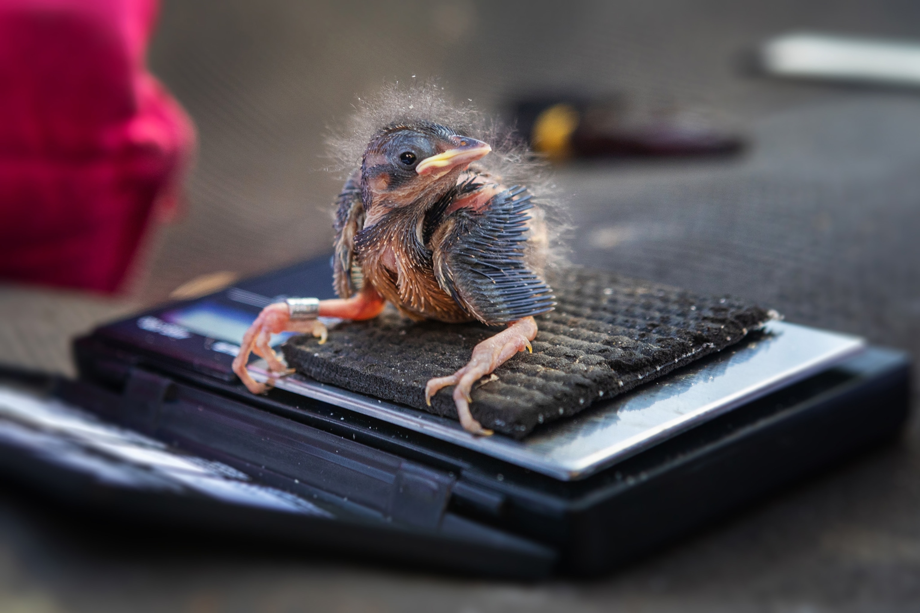 A salt marsh sparrow chick sits on a scale.