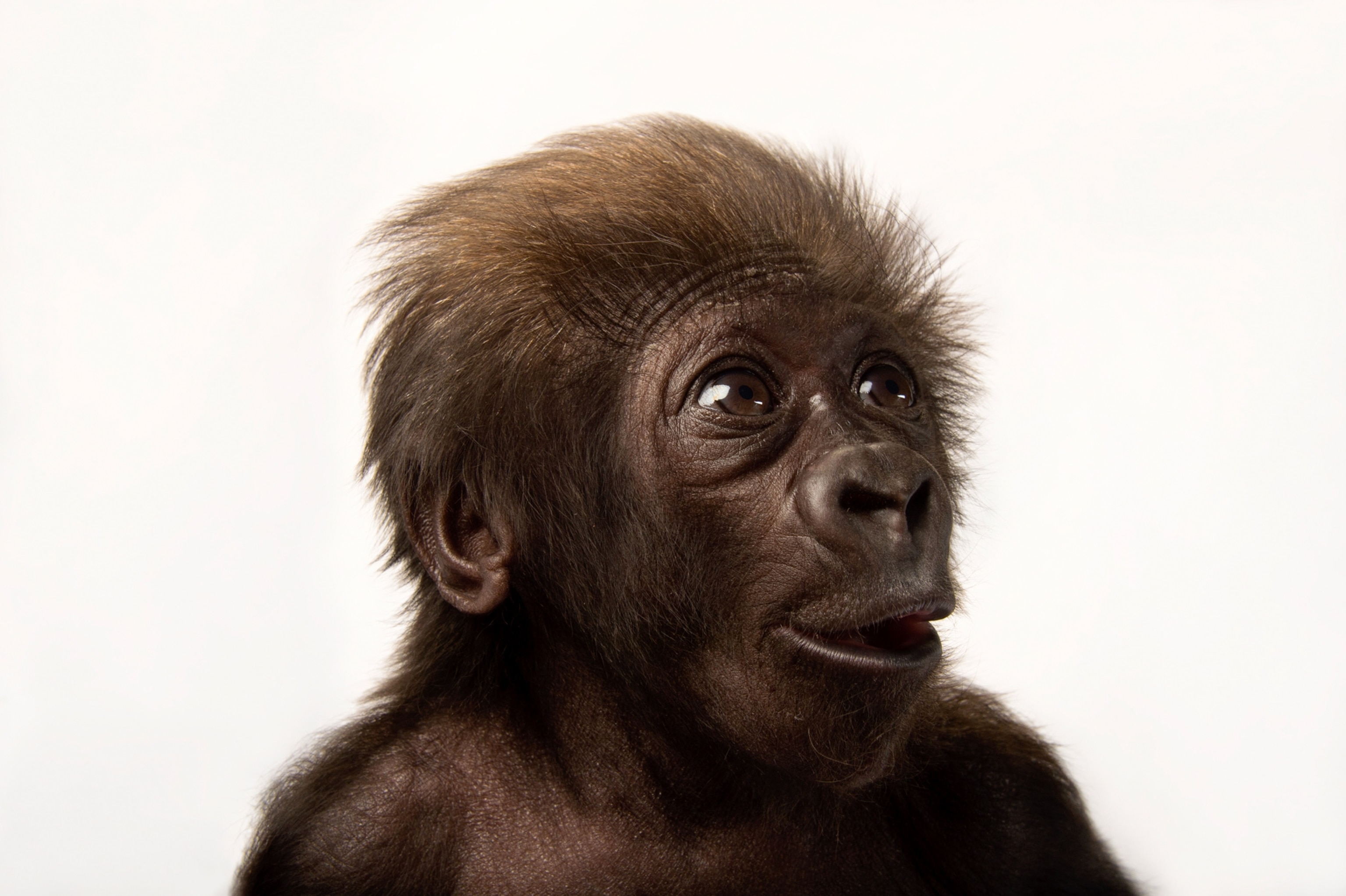 a baby western lowland gorilla.