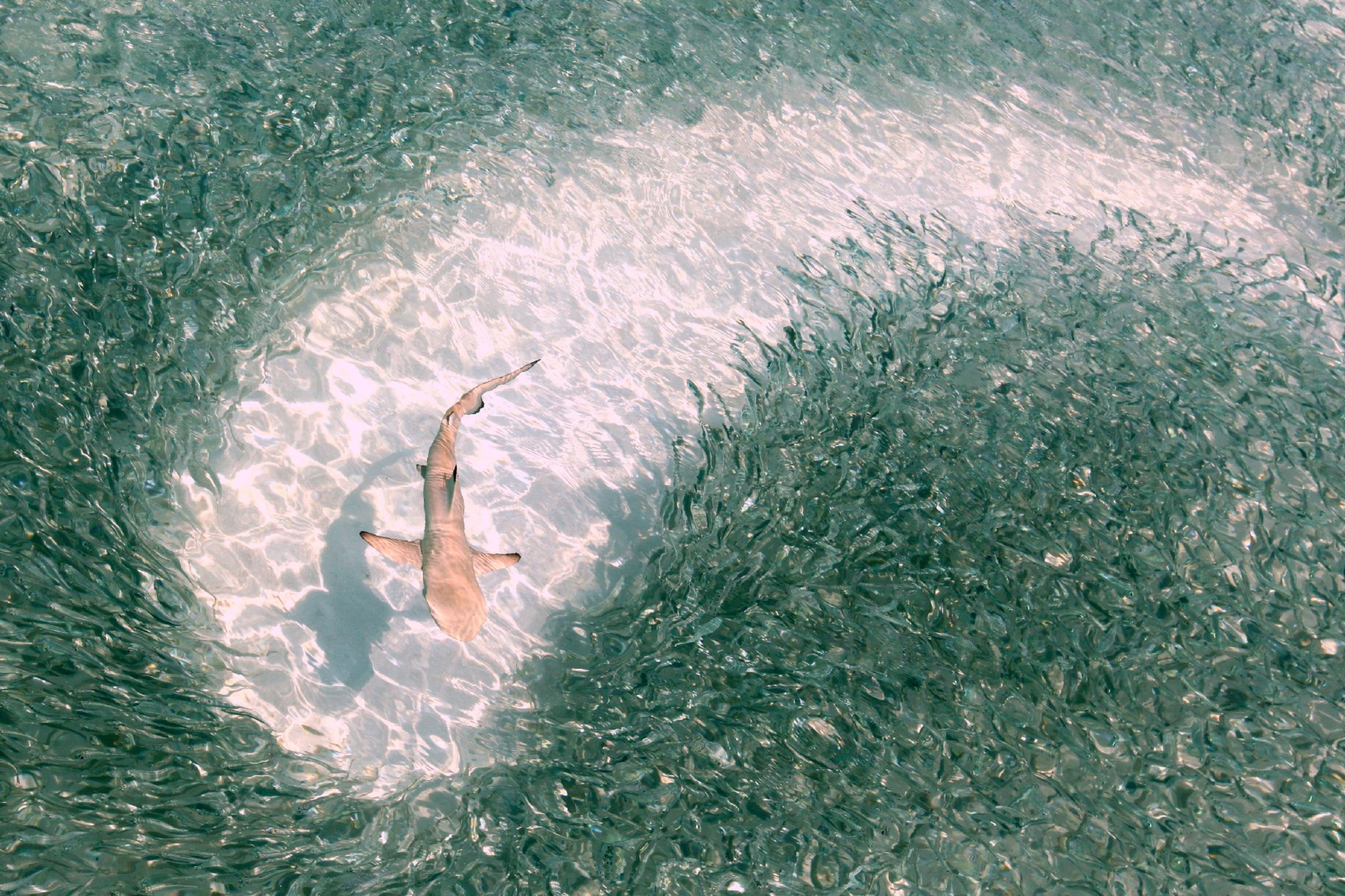 shark