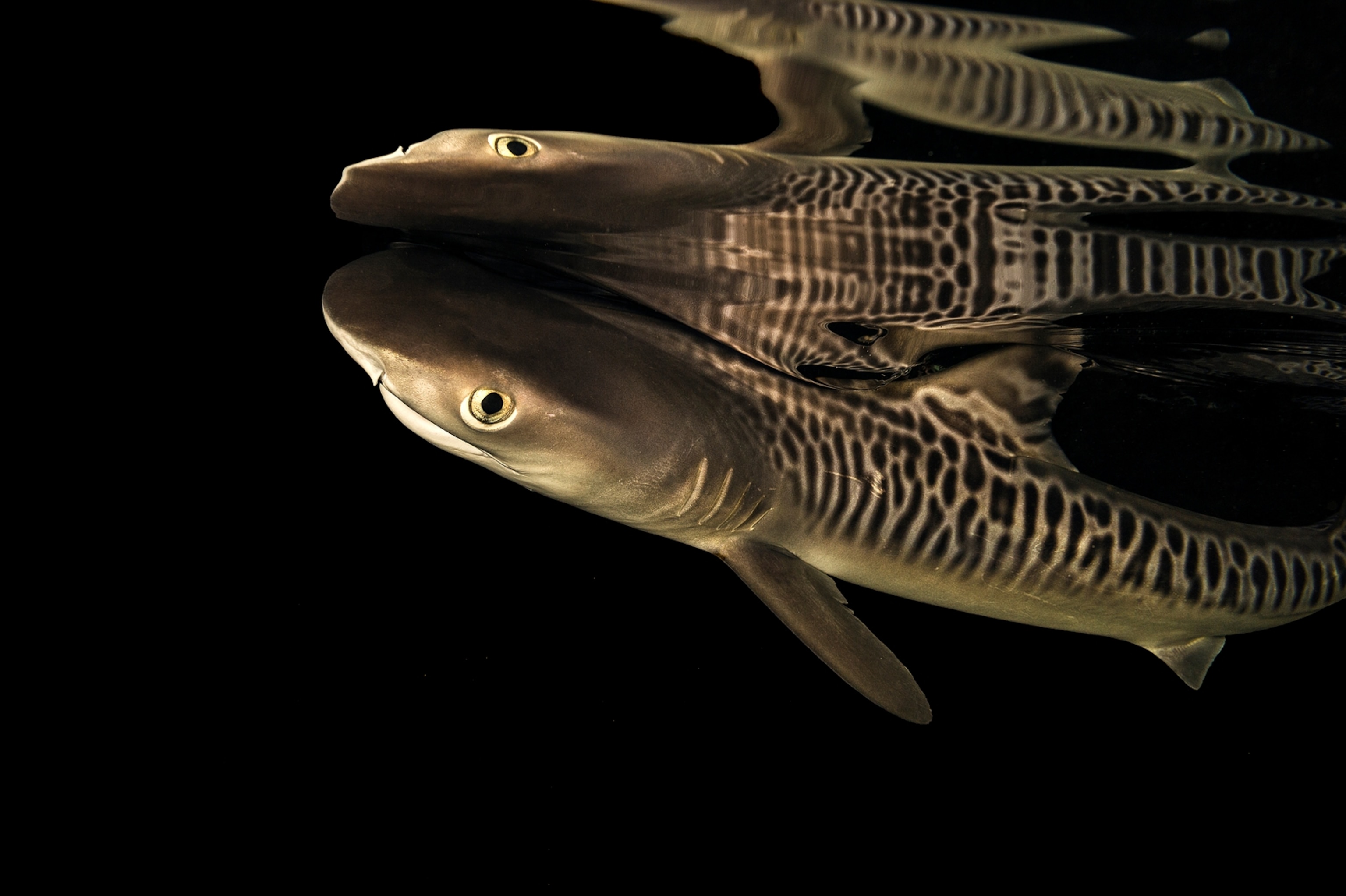 tiger shark