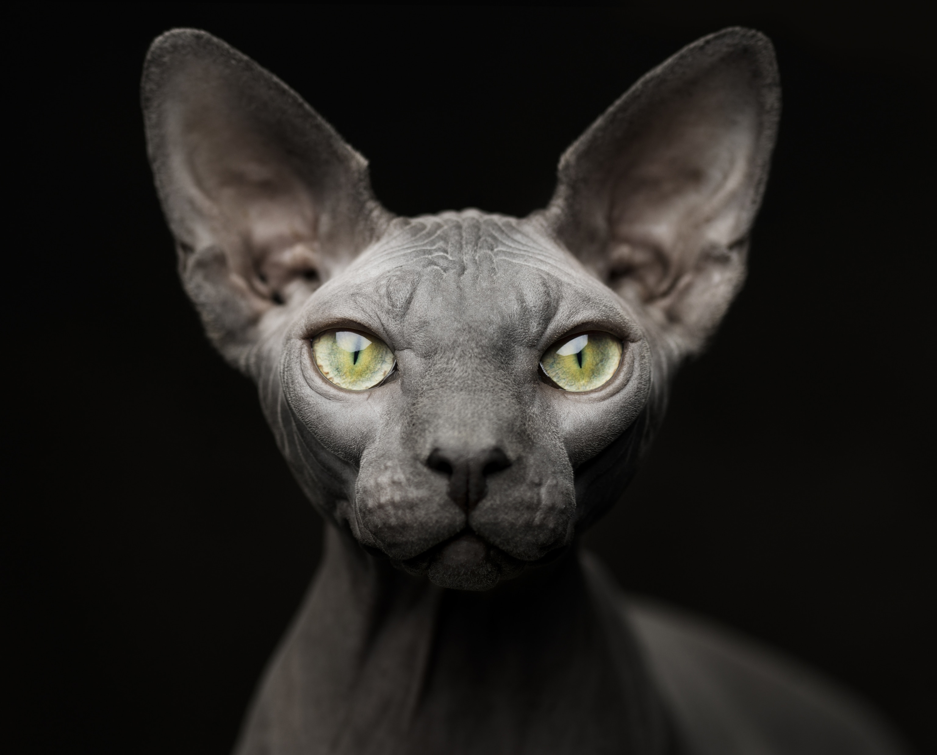 A dark grey Canadian sphynx cat looks directly at the camera with green eyes and his ears turned to point forward.