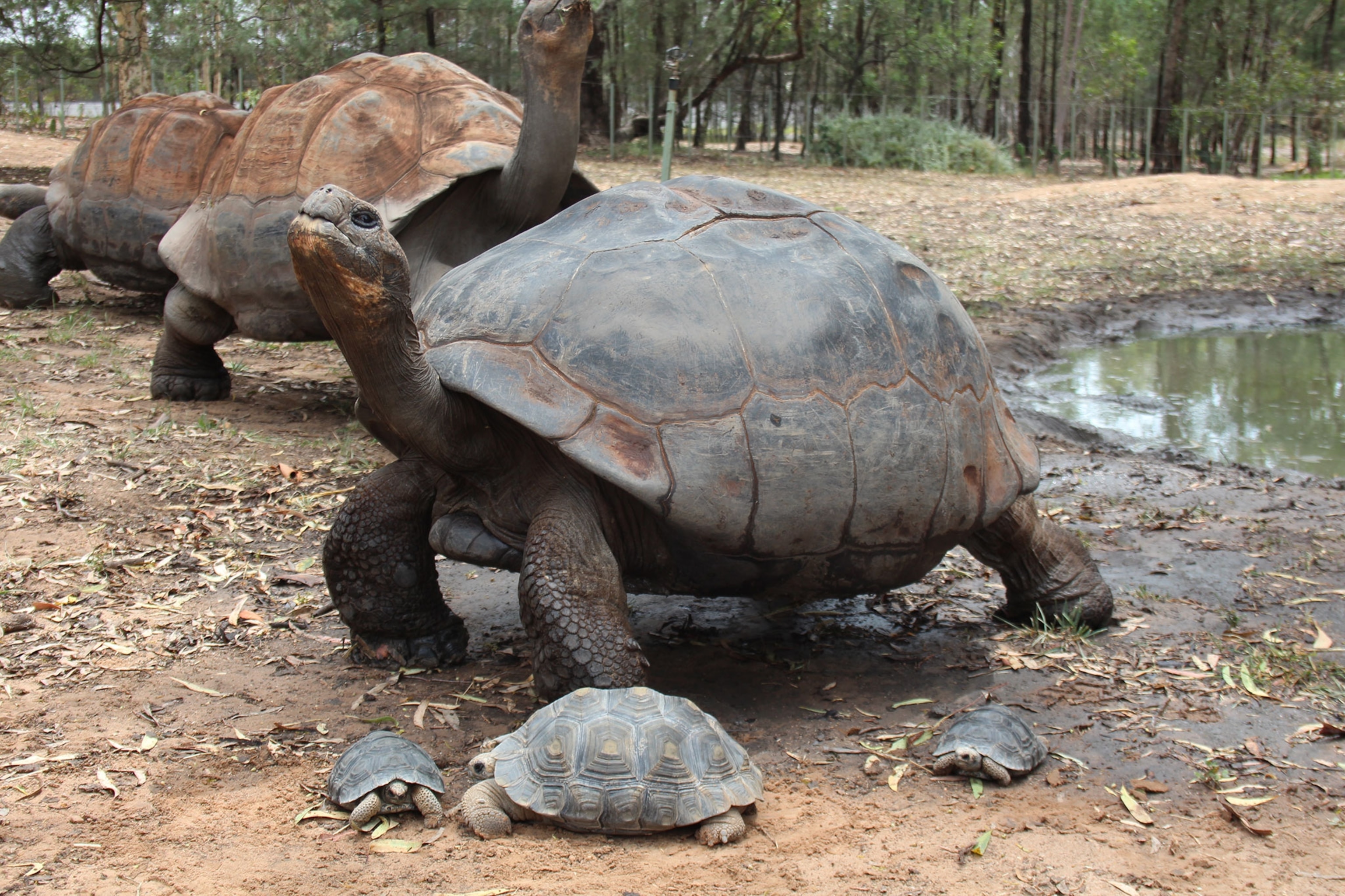 T3 the turtle with hatchlings