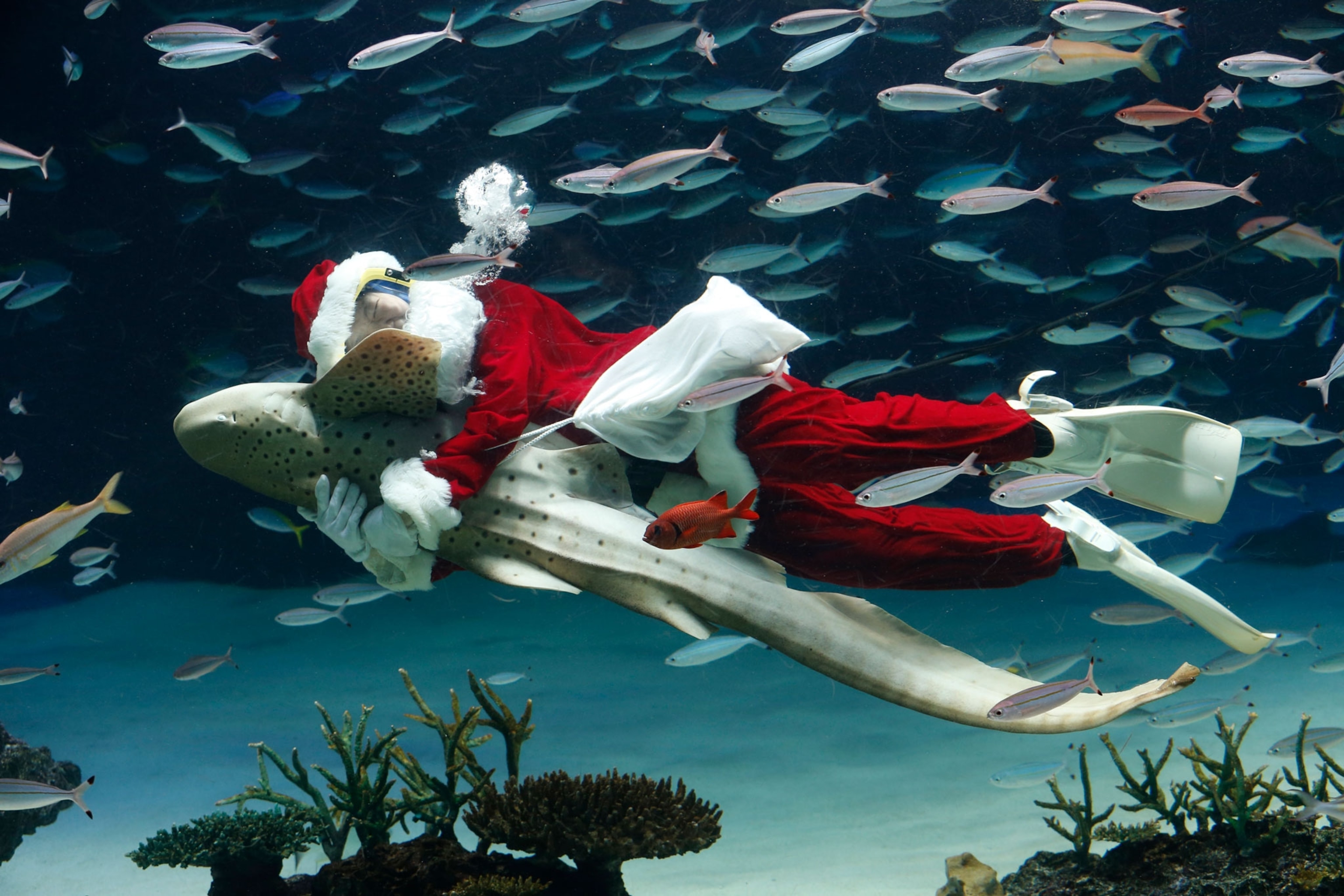 Santa swimming with a shark in the sunshine aquarium in Japan