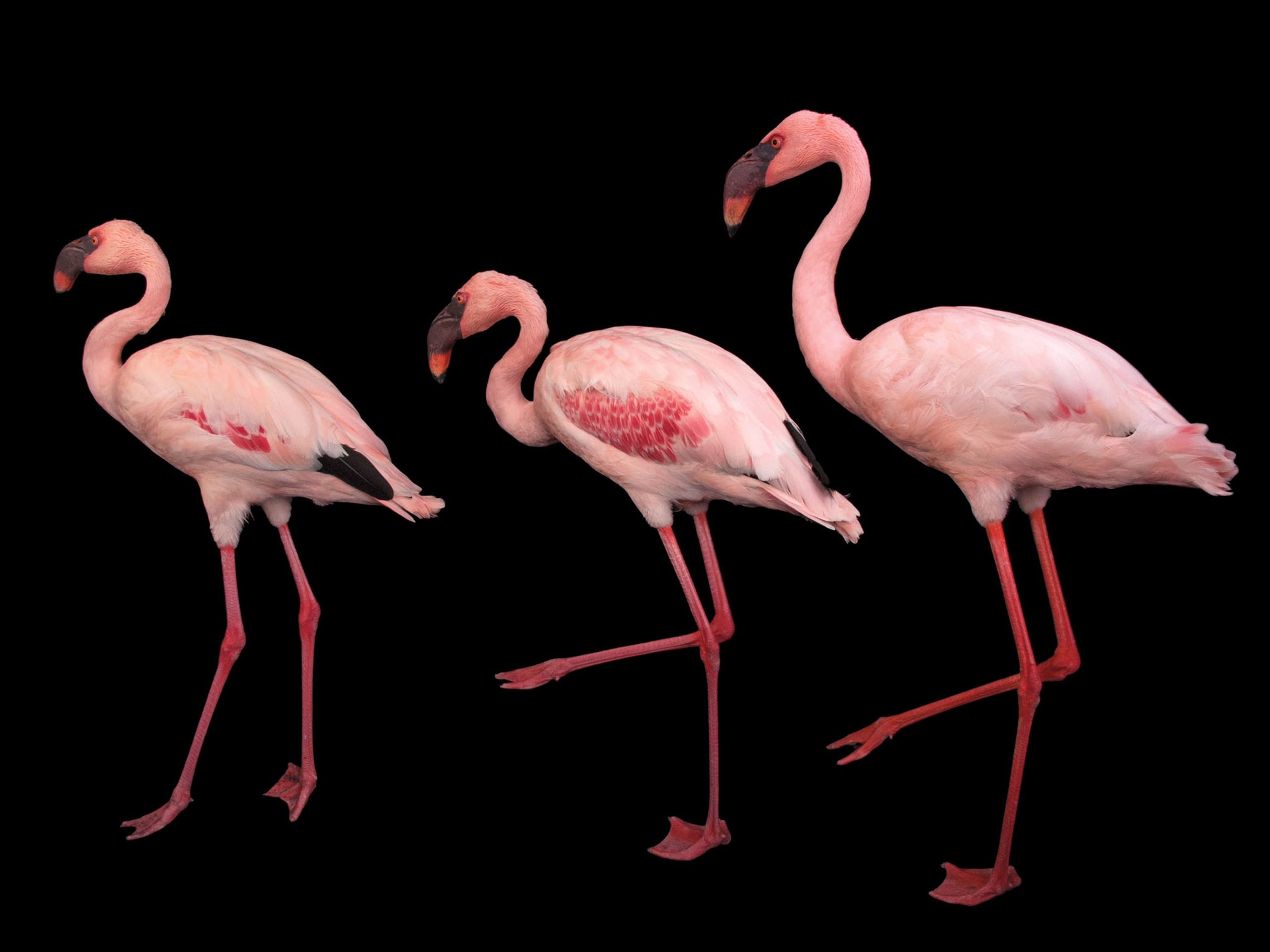 three lesser flamingos