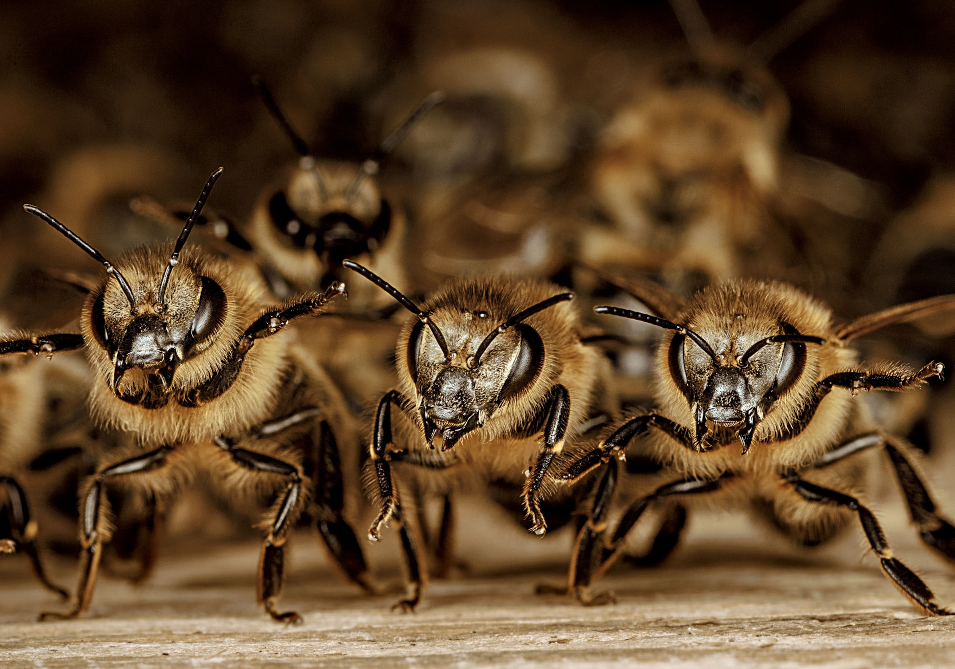 three bees linked side by side