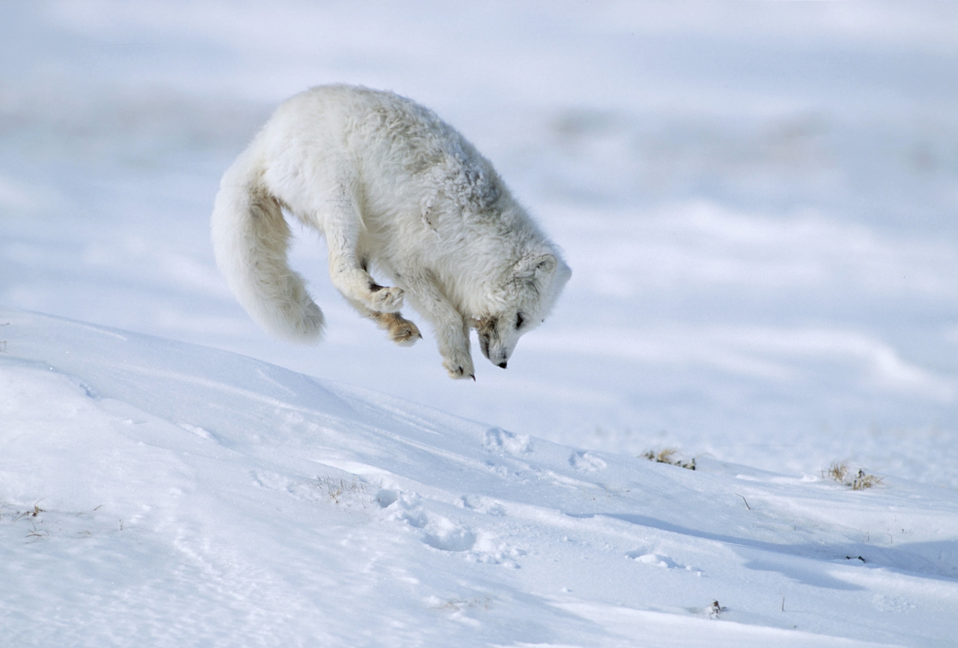an Arctic fox