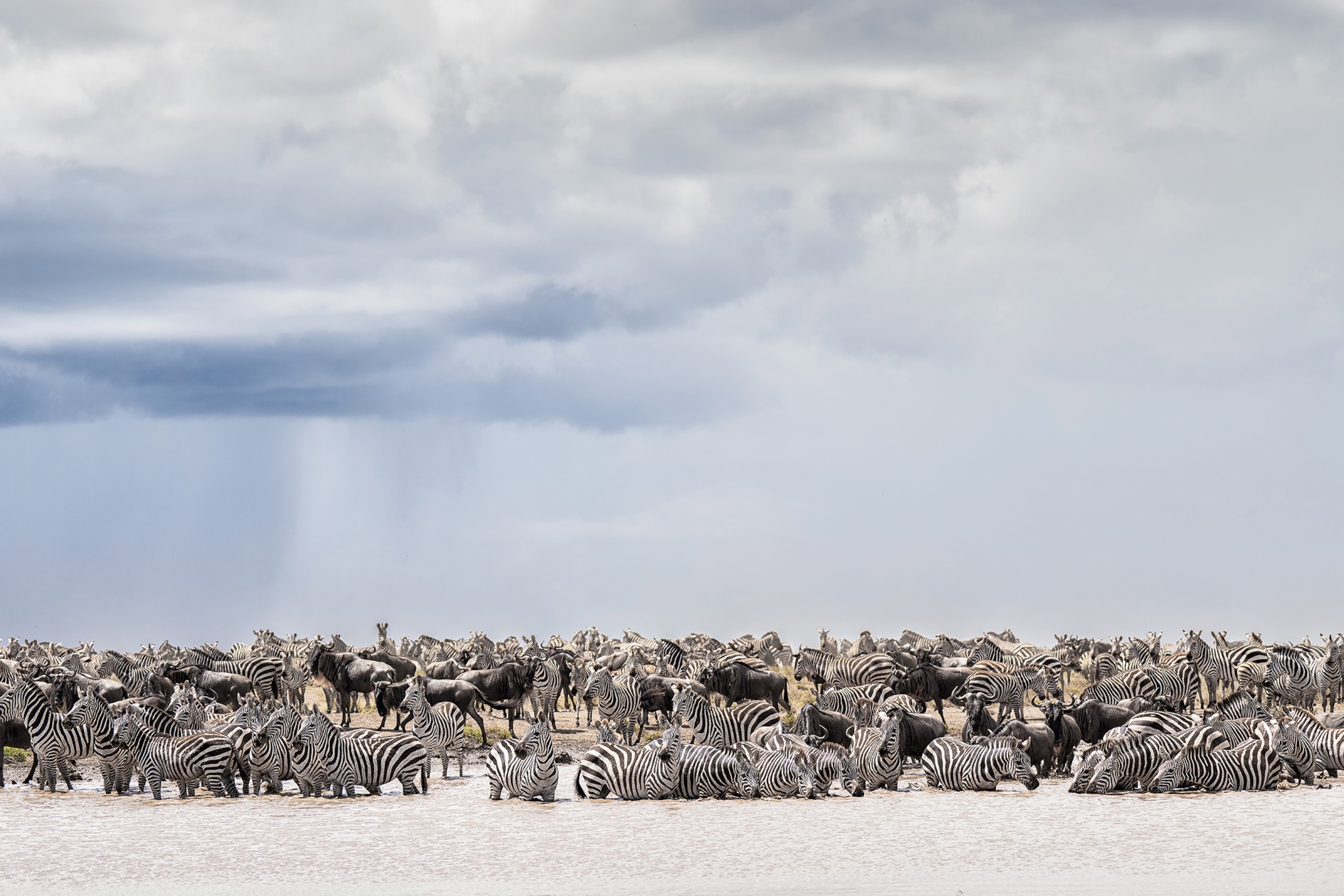 A group of zebras during the Great Migration.