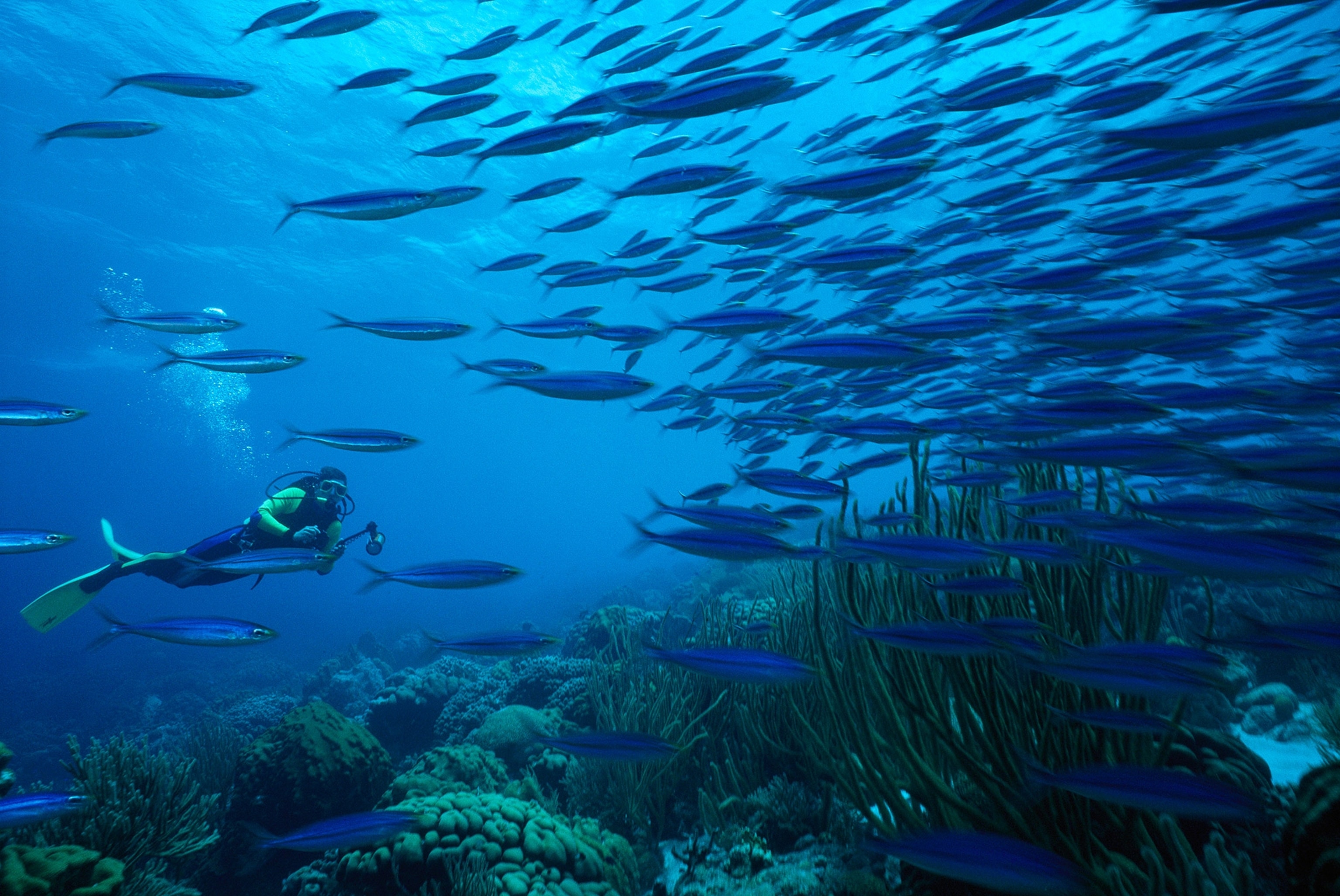 a diver swims with a school of fish under water