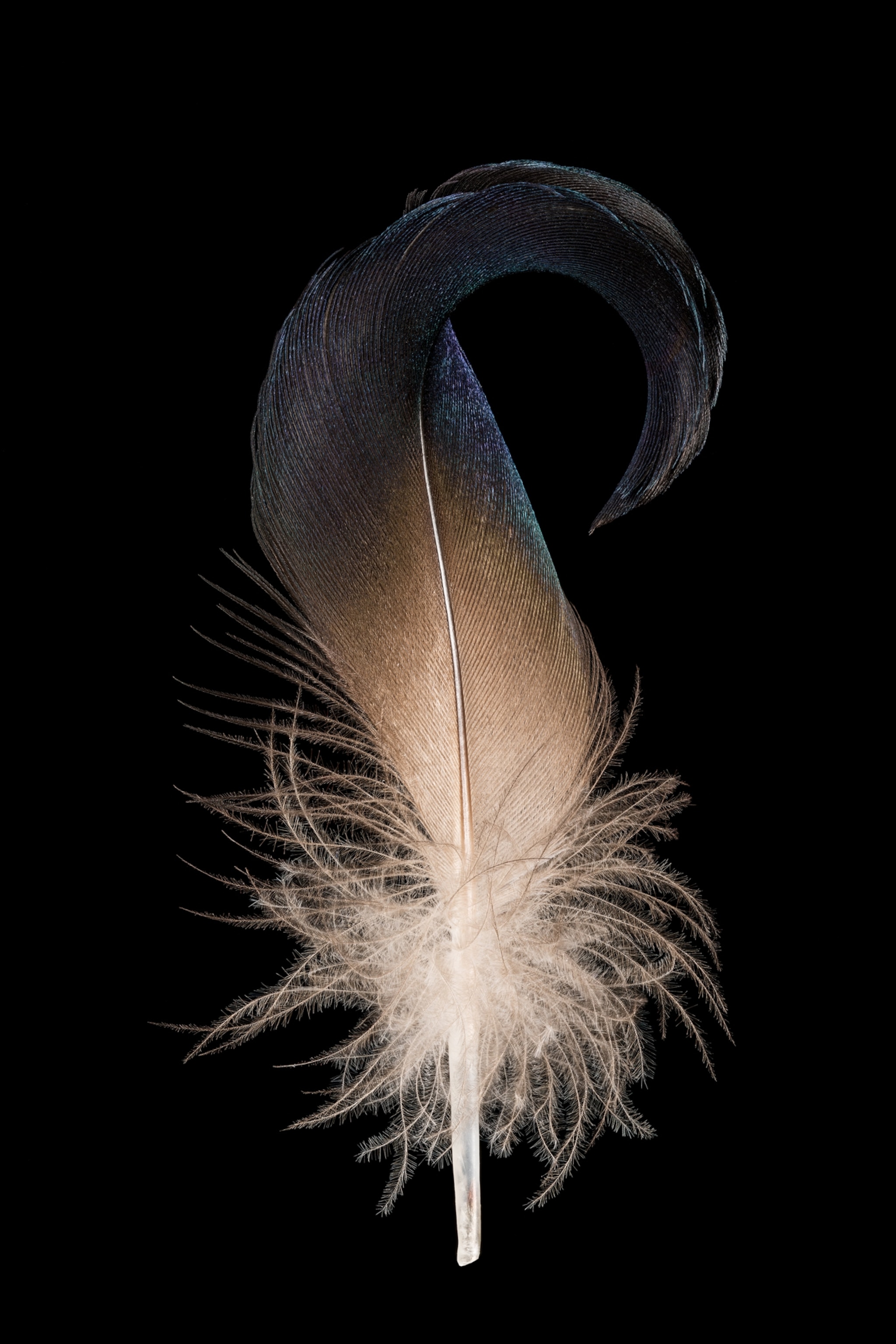 Curly feather