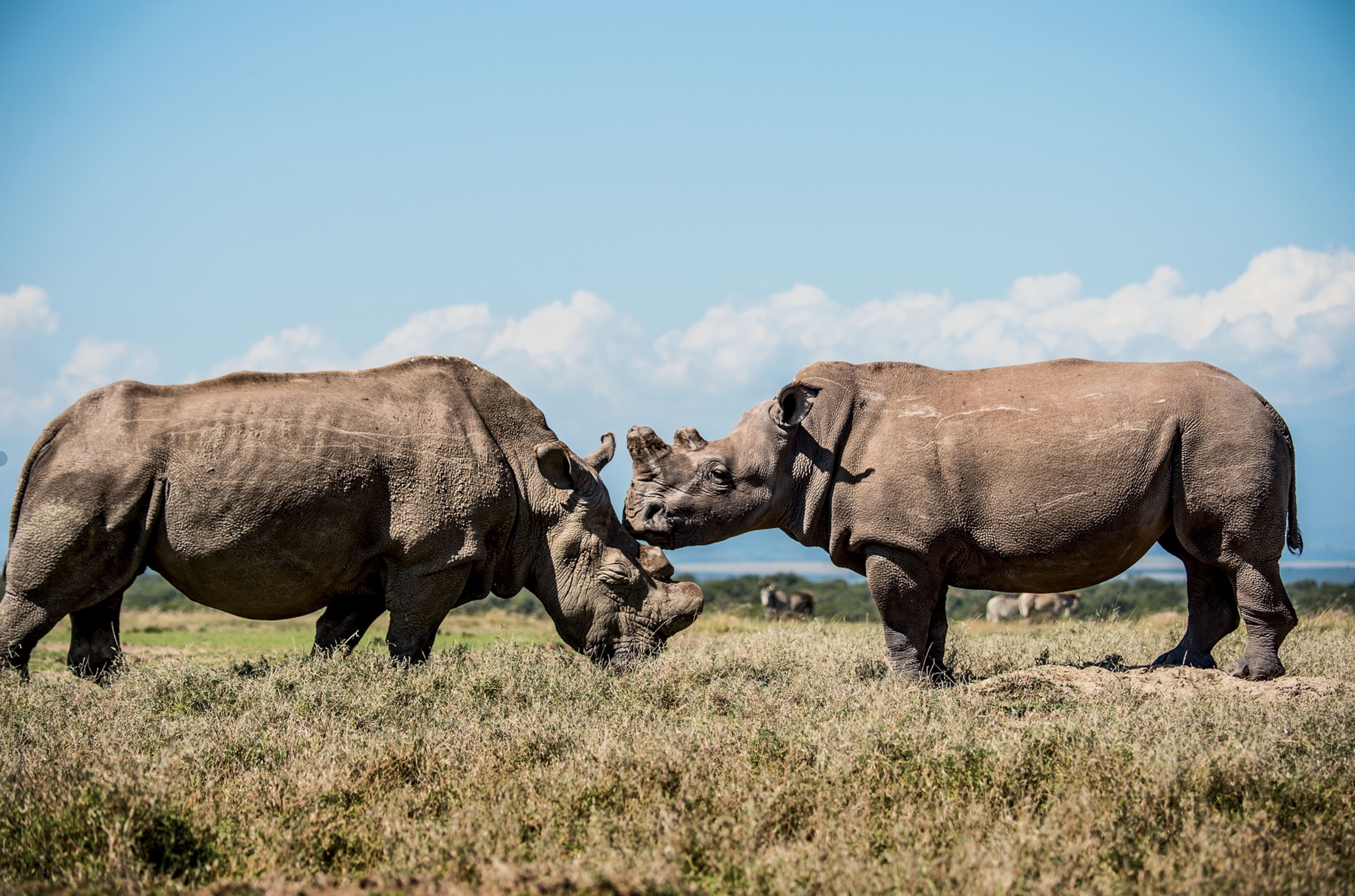 two rhinos