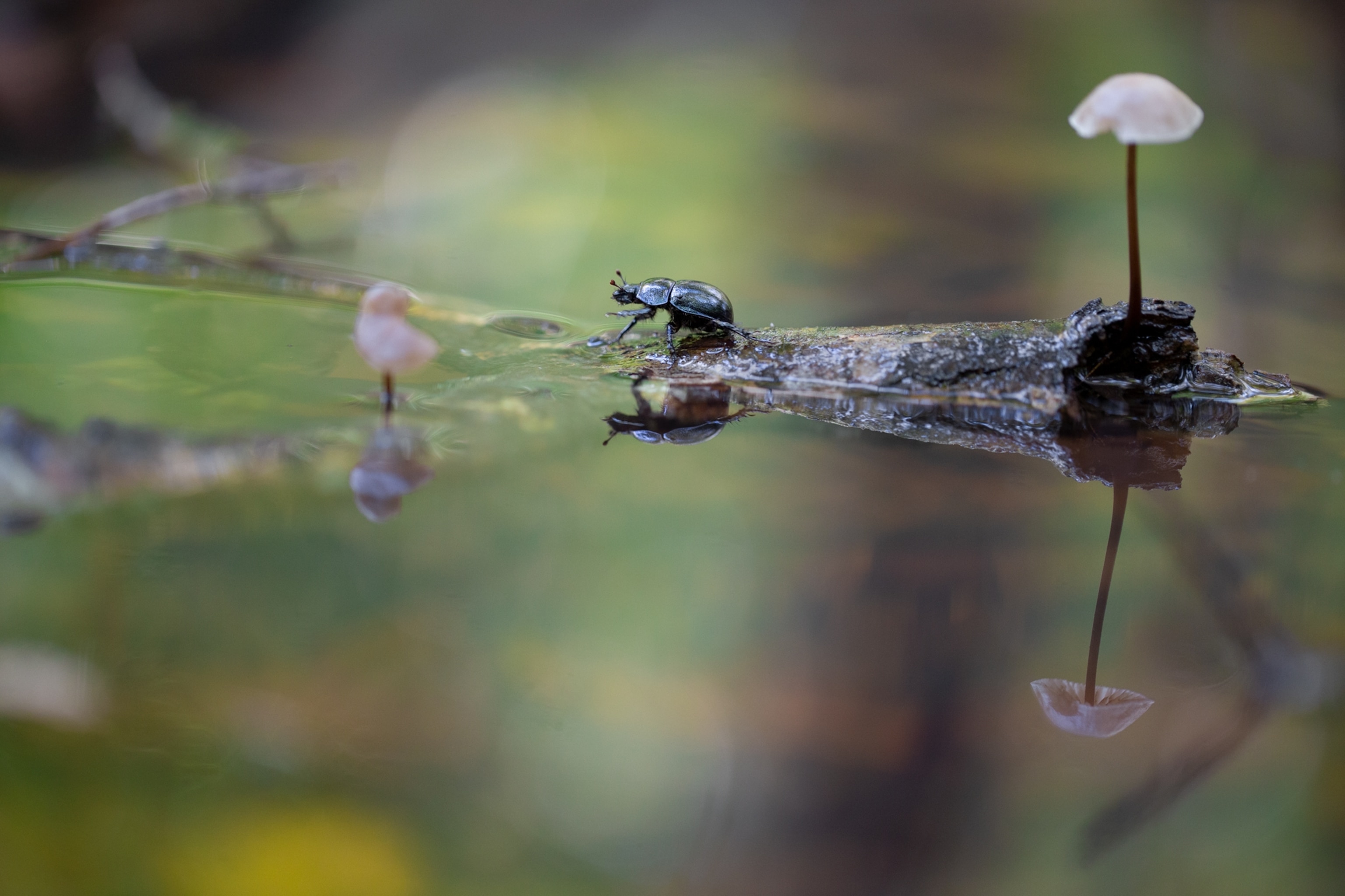 Shiny beetle on floating tree brunch with two tiny mushrooms growing on it.