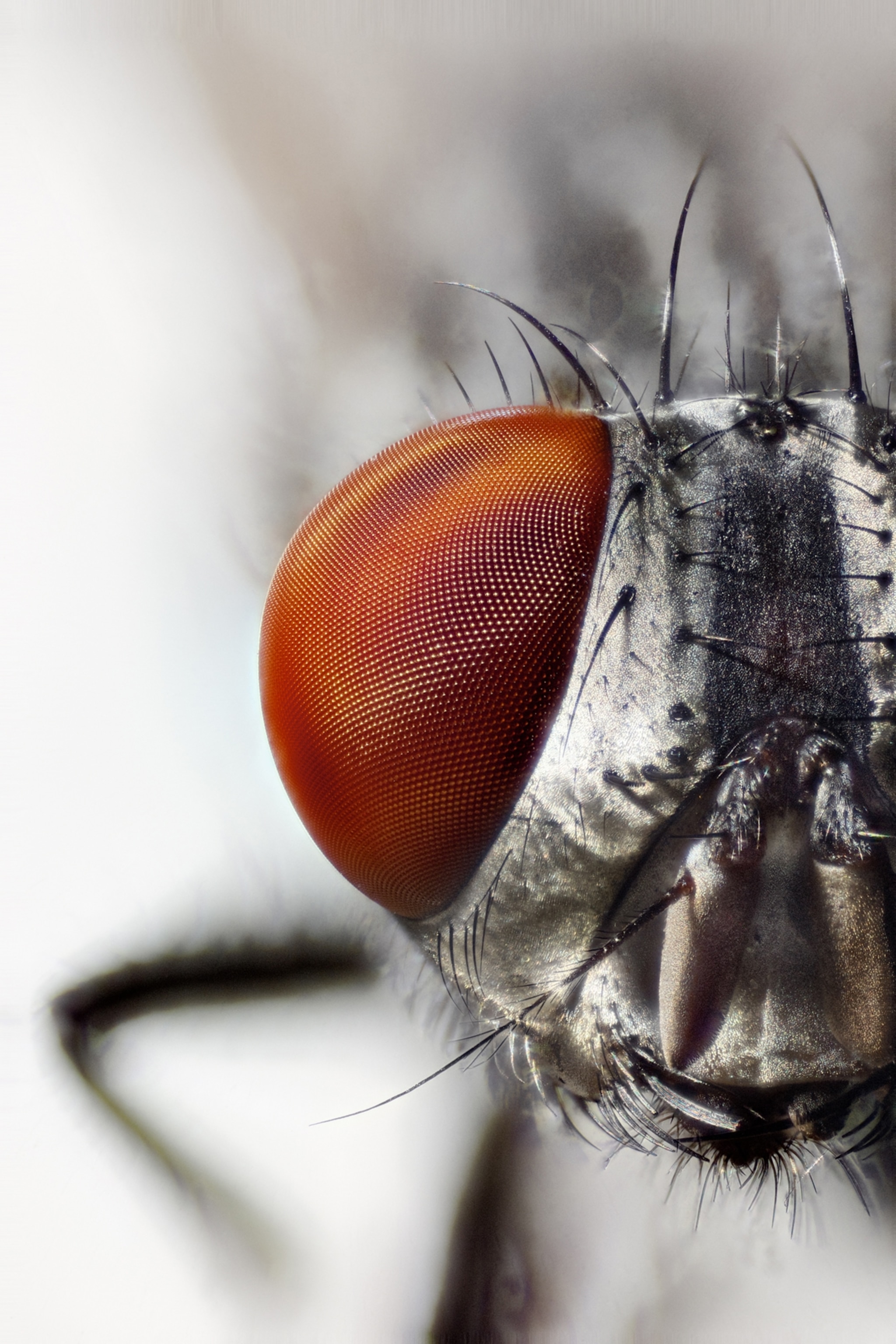 a fly's eye, a compound eye