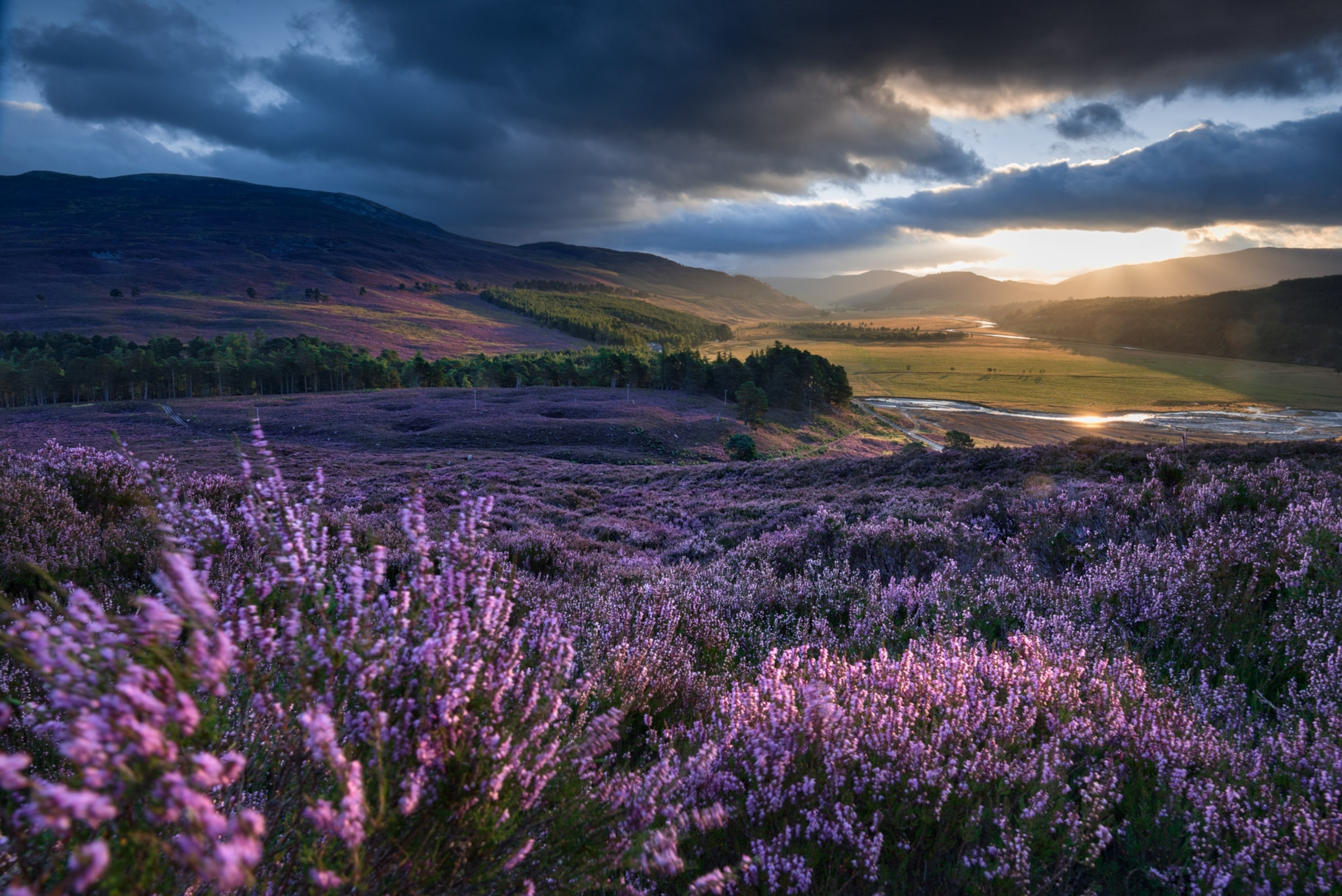 Flowers fill the hills under a dramatic sky at dusk.