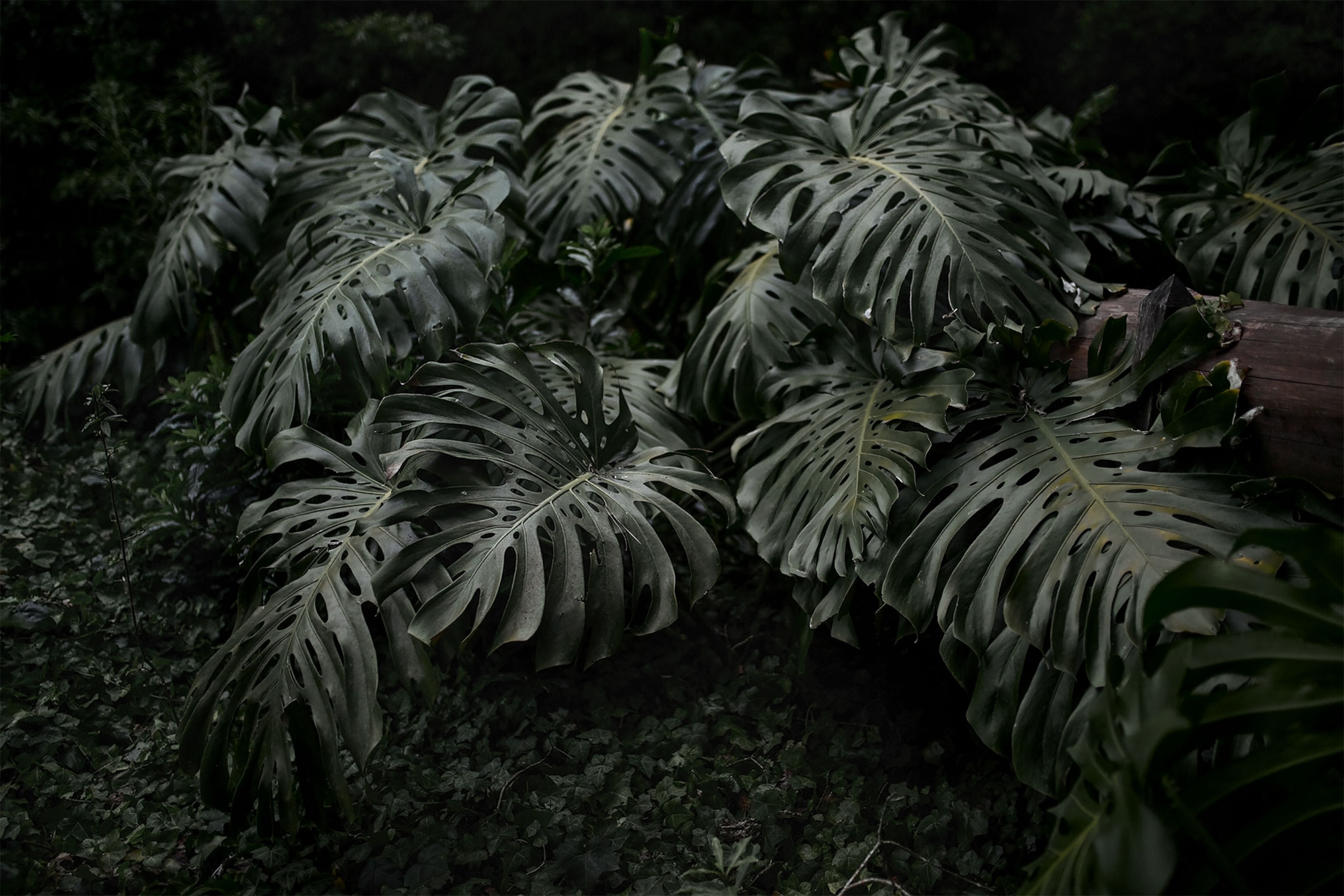 a forest in Uruguay