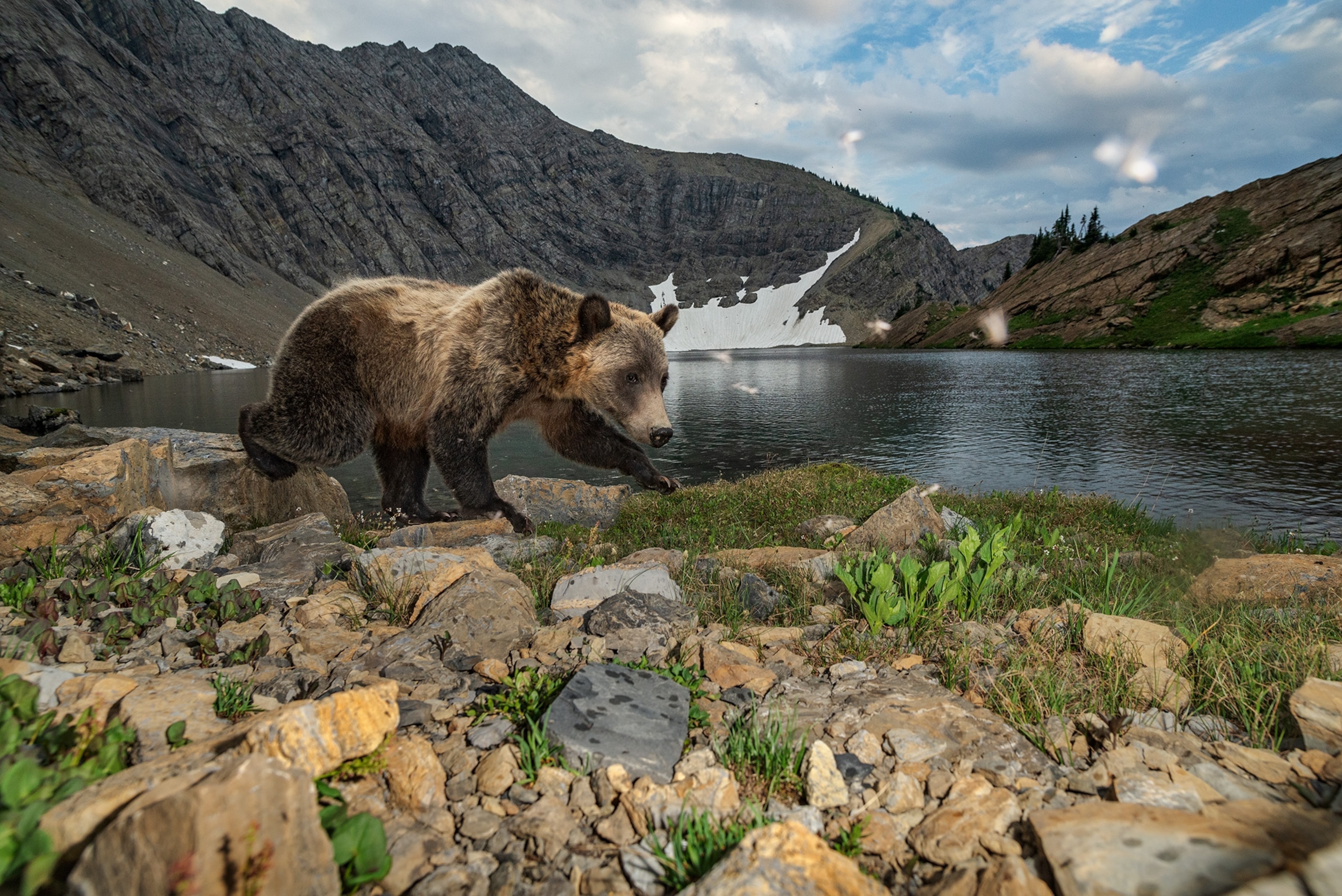 Grizzly Bear walking on a river bank with mountain peaks in the background.