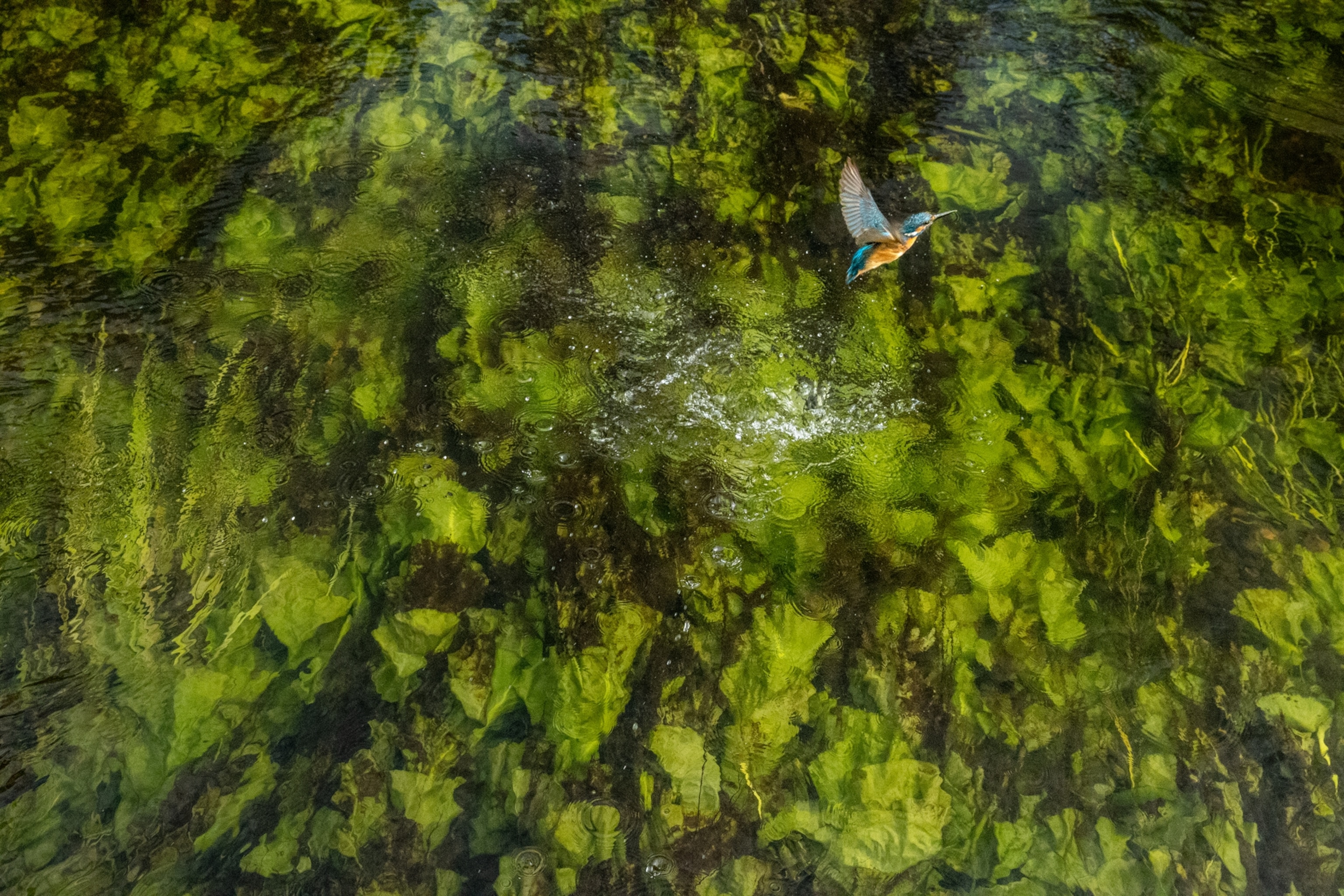A photo of a kingfisher photo against a backdrop of water parsnip.