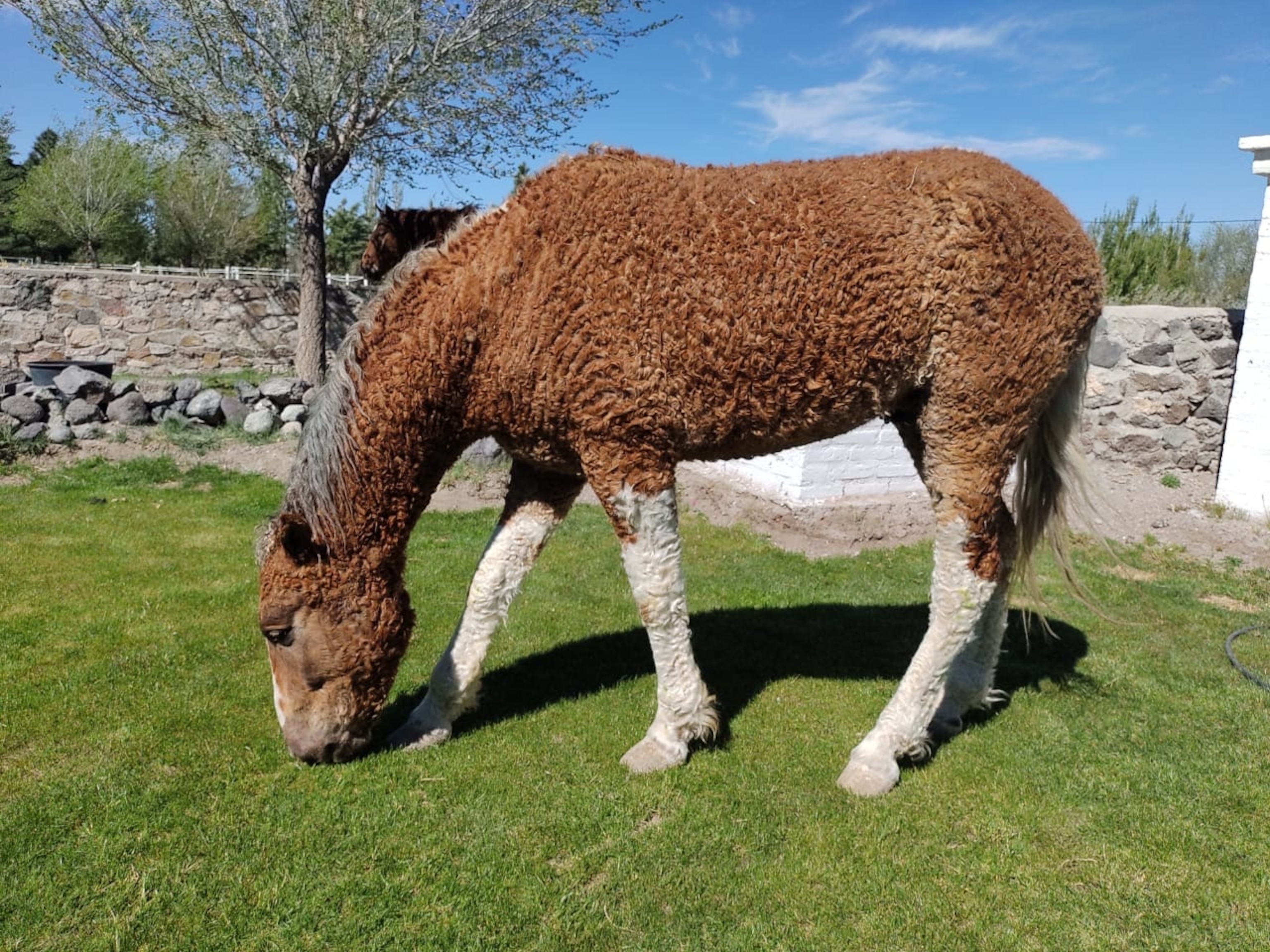 A curly horse with brown curly hair on it's body and white wavy mane and tail.