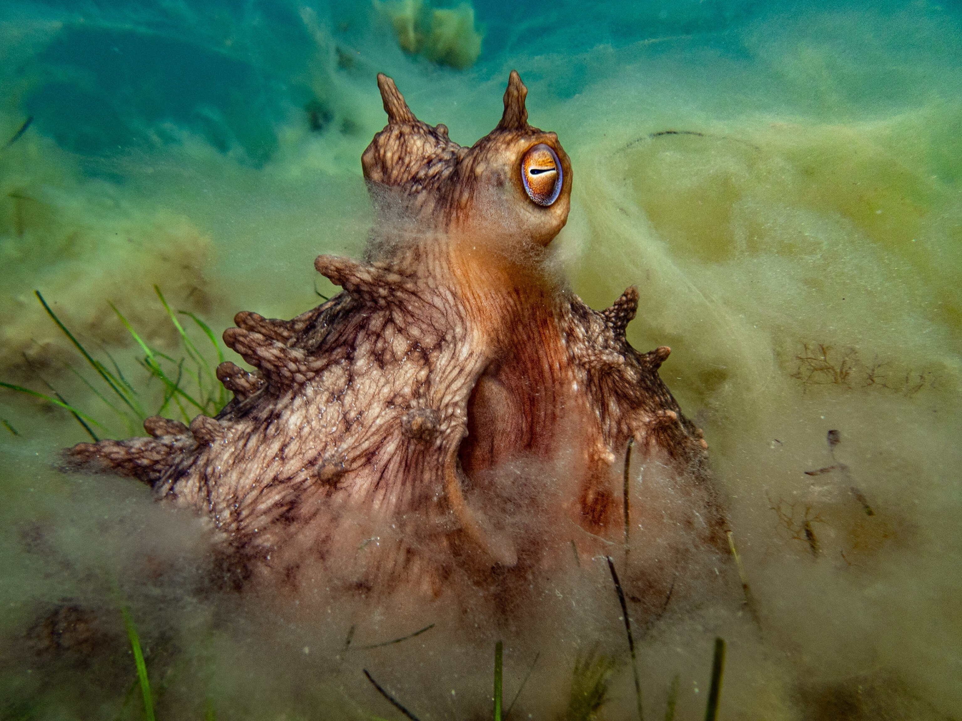Octopus hidden in sand with eyes elevated.