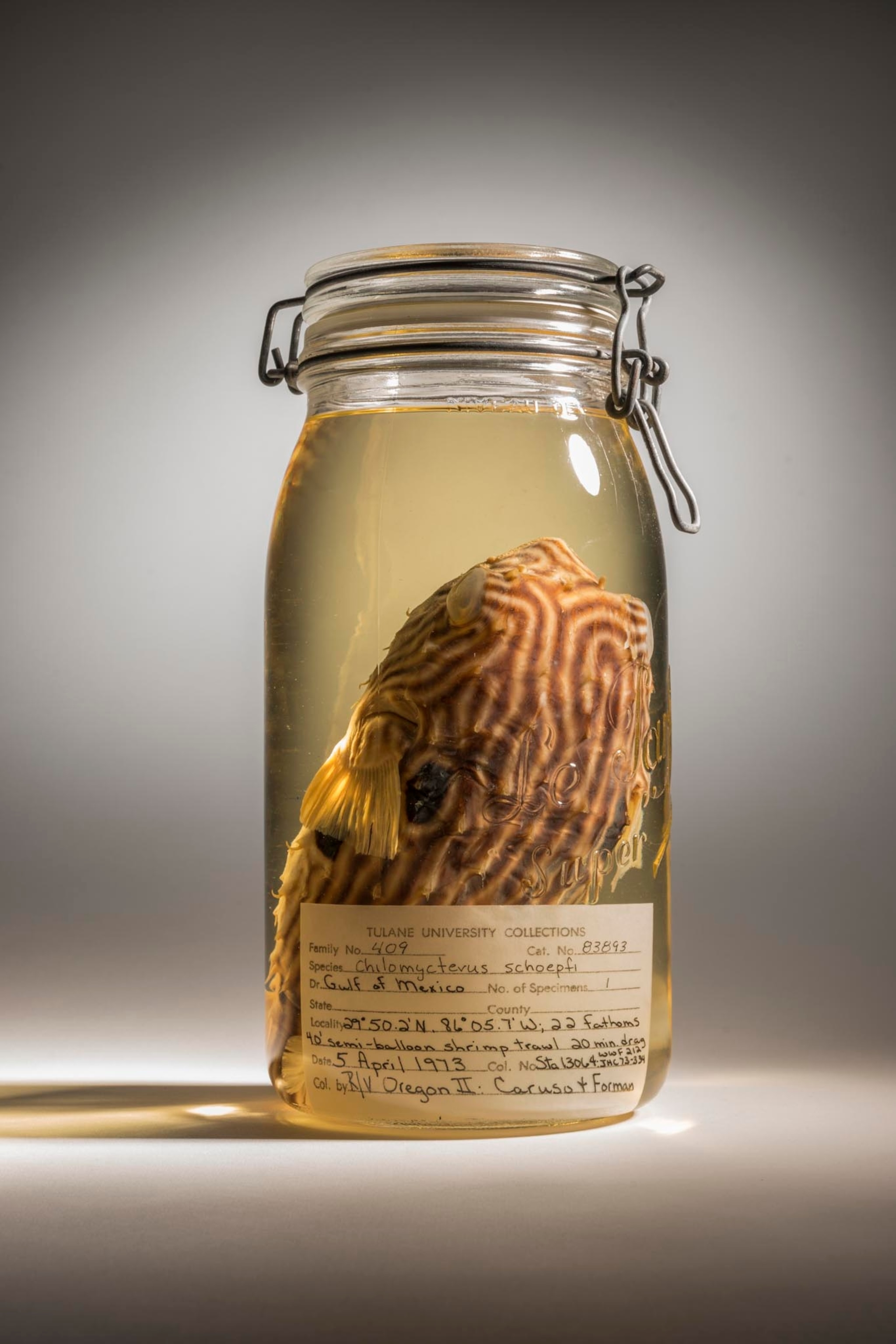 a striped burfish