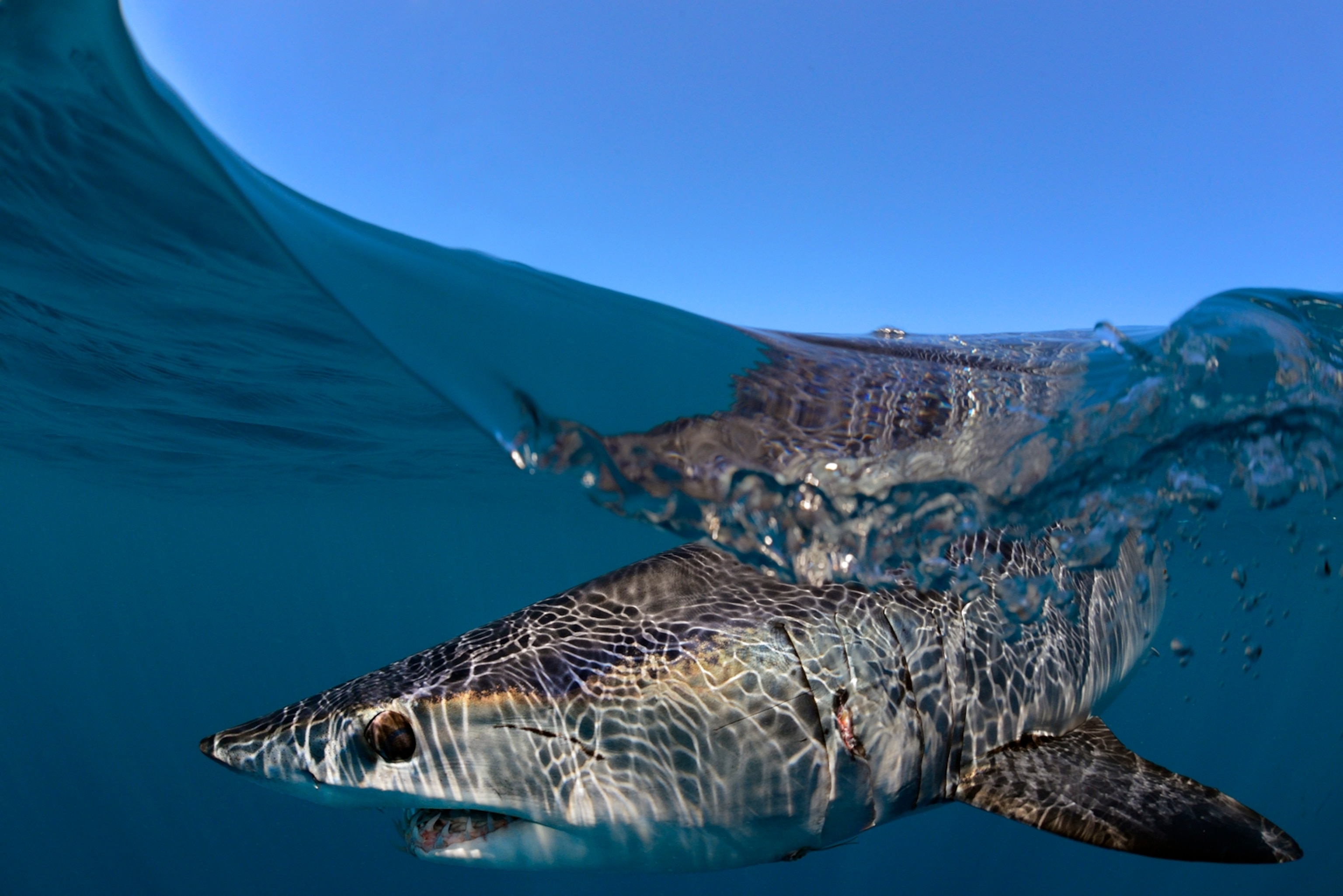 mako sharks