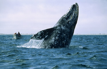 a gray whale