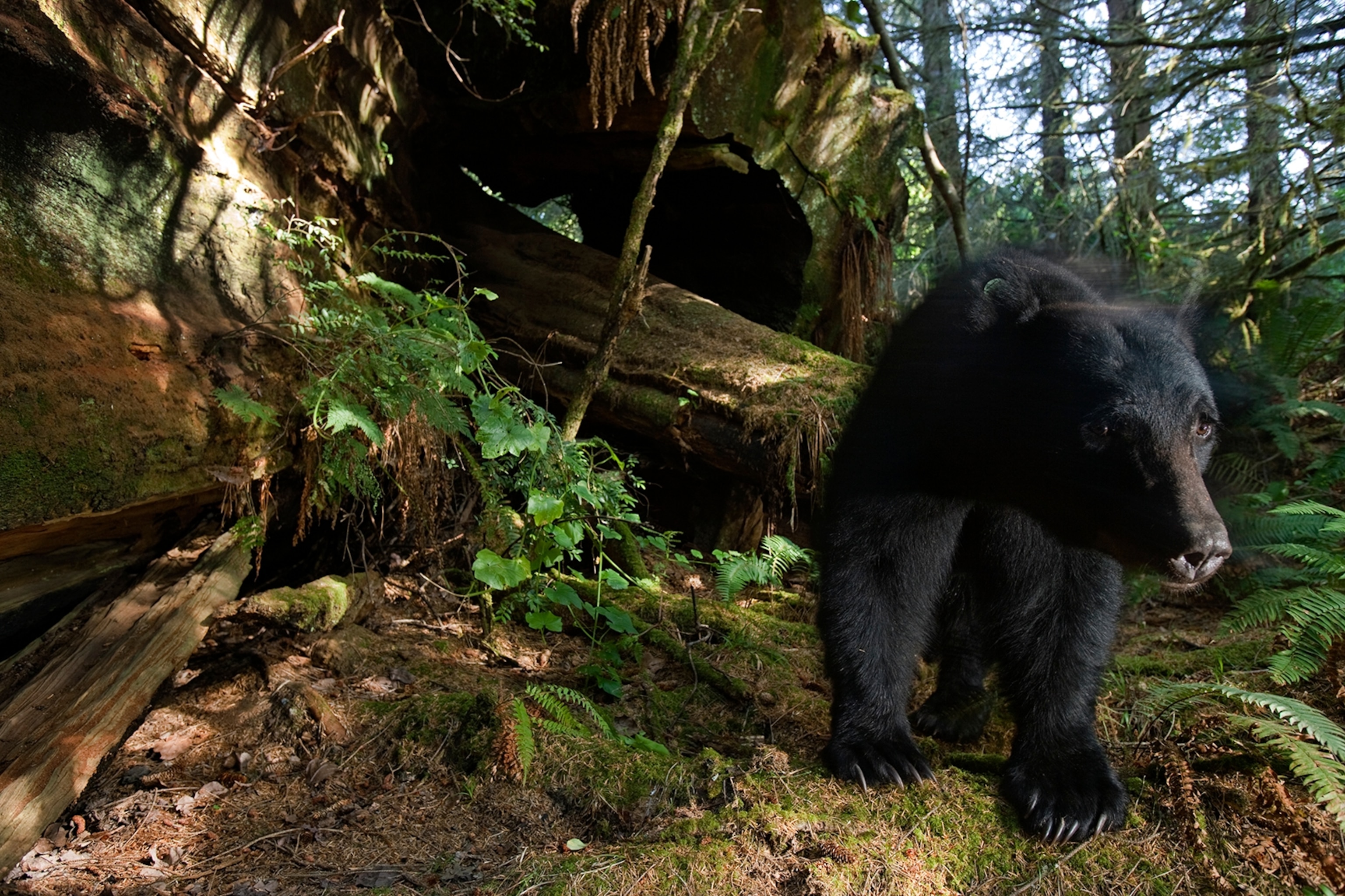 a black bear