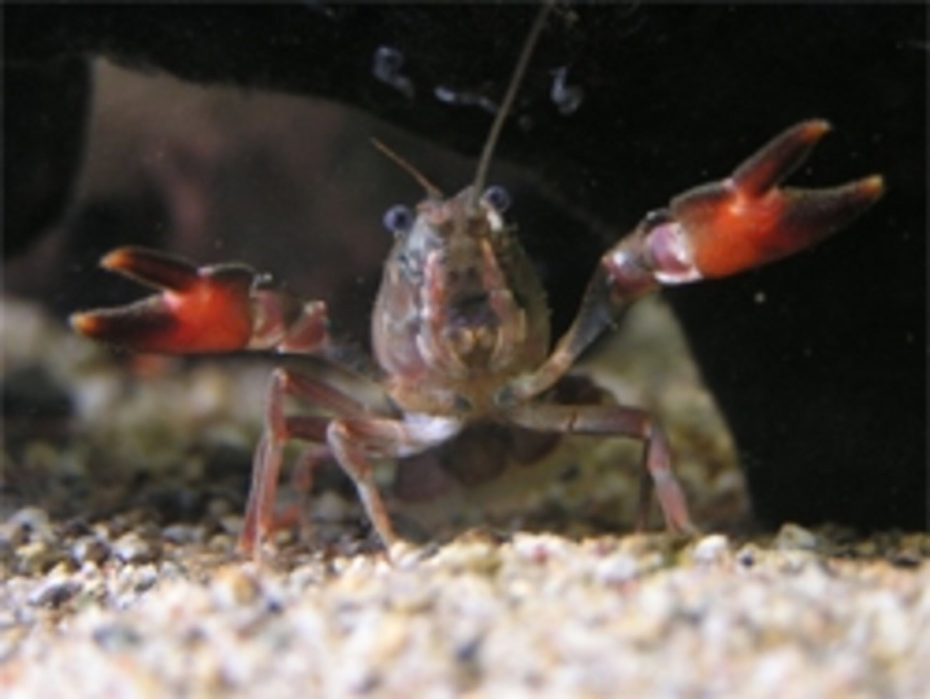 Signal_crayfish