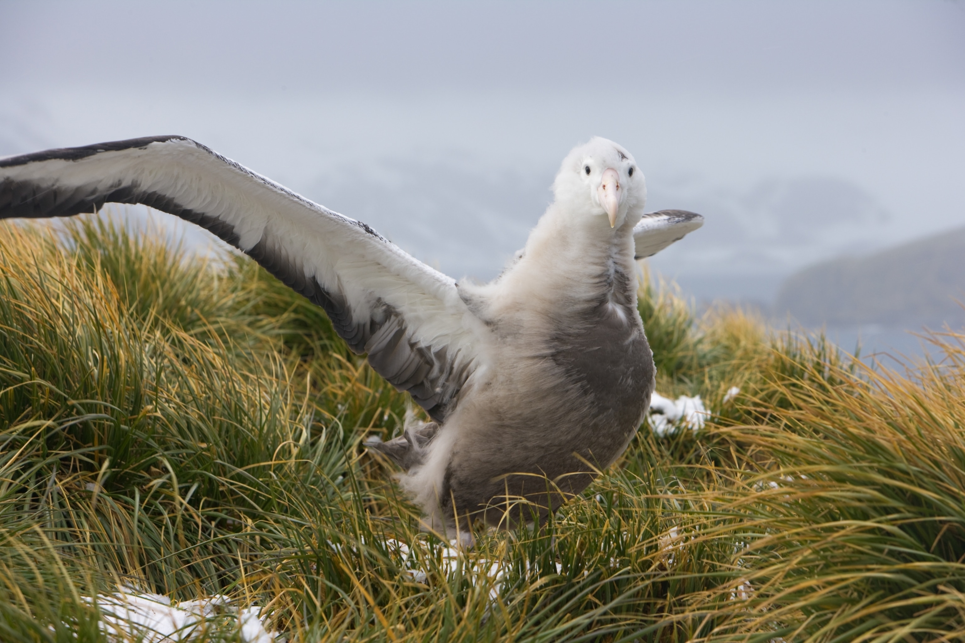 A bird on a cliff with wings in the air.