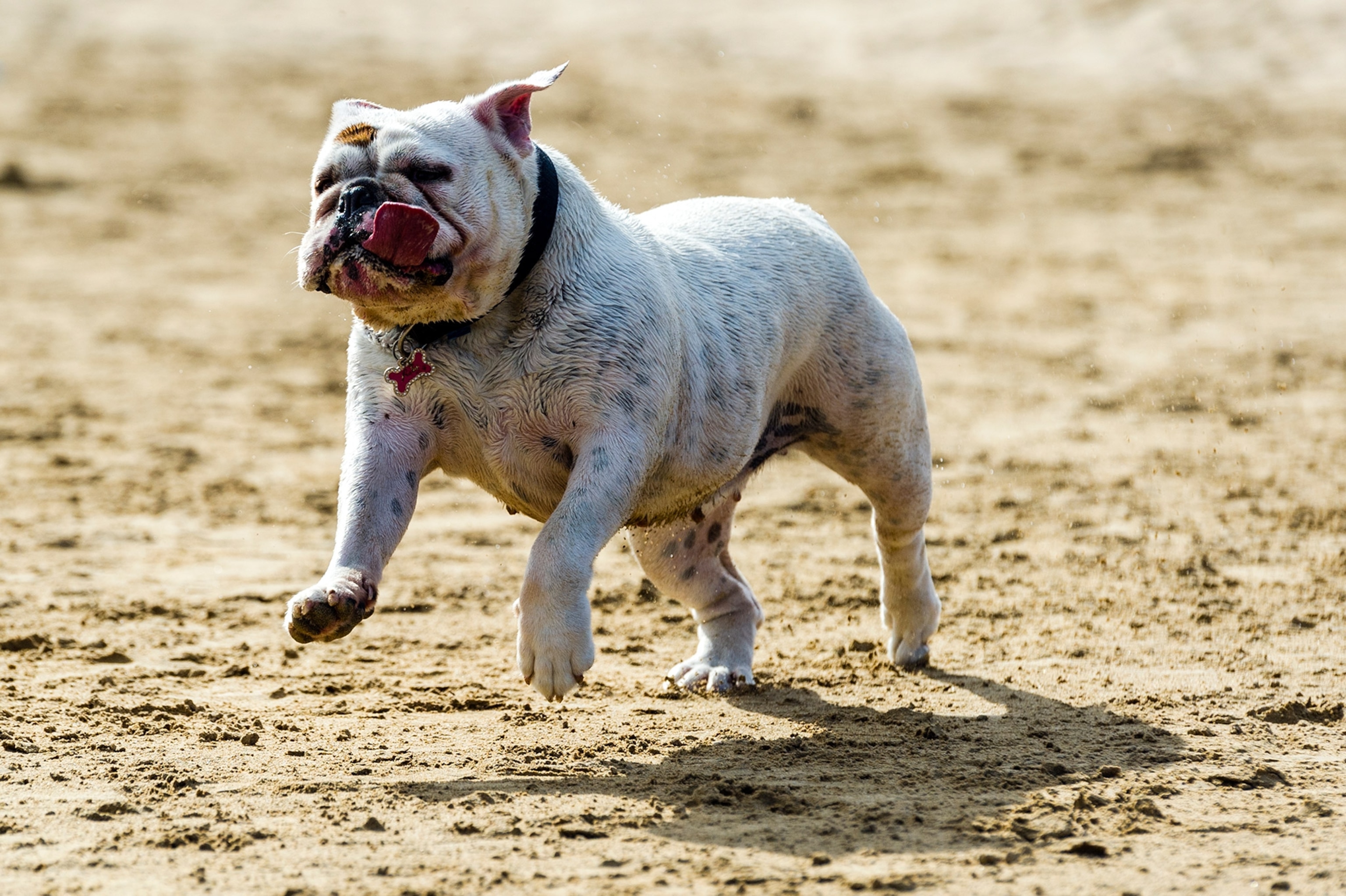 Dog runs out on field with tongue flapping in the wind.