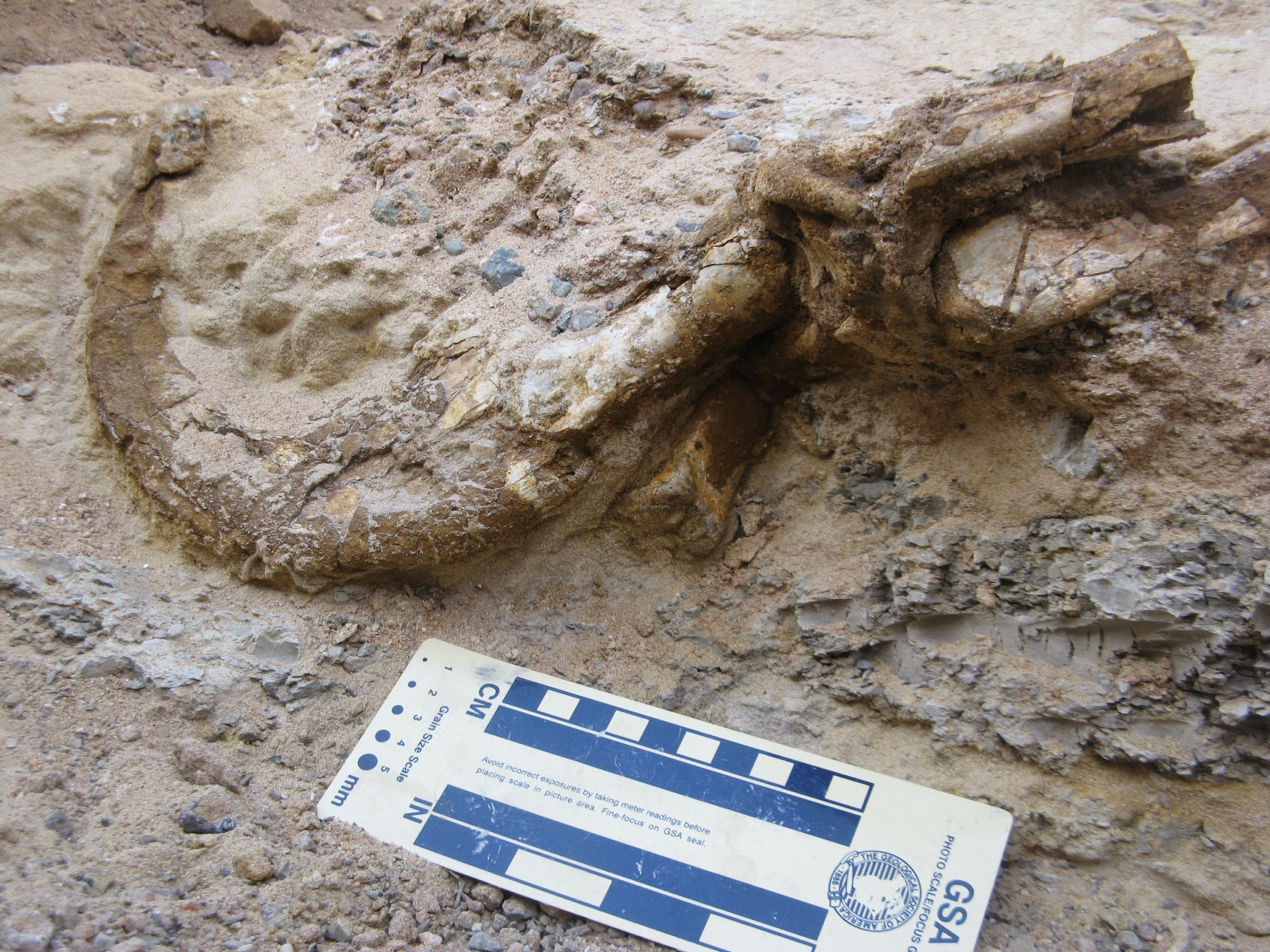 Duonychus Claw during excavation