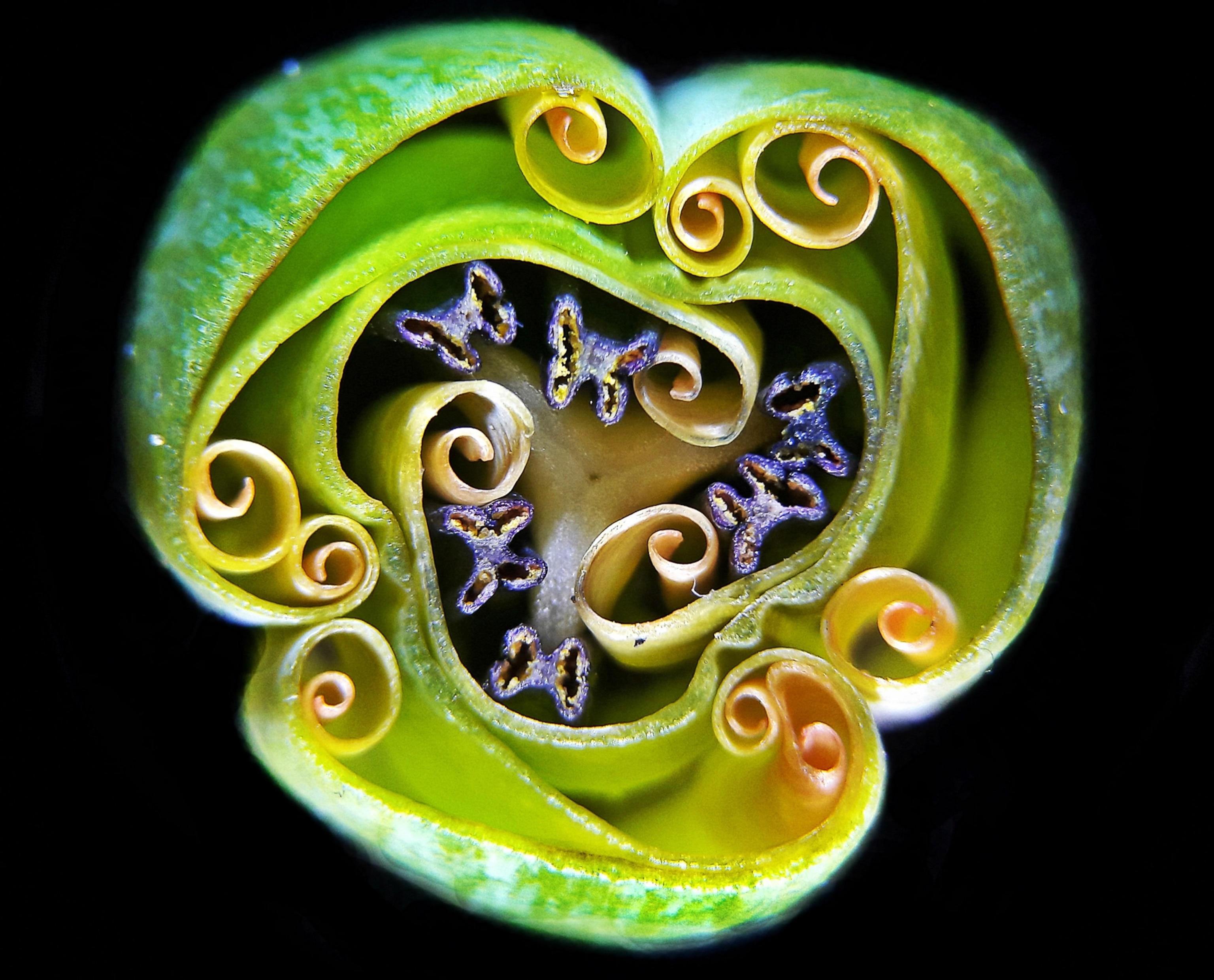 a bud